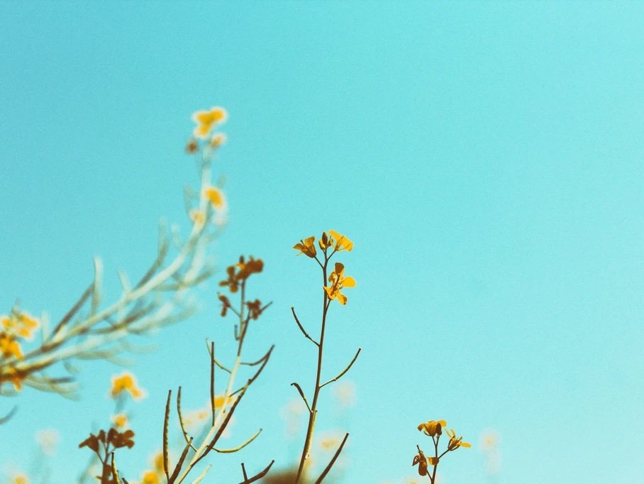 Use Traditional Chinese Medicine to Protect Your Health during Spring