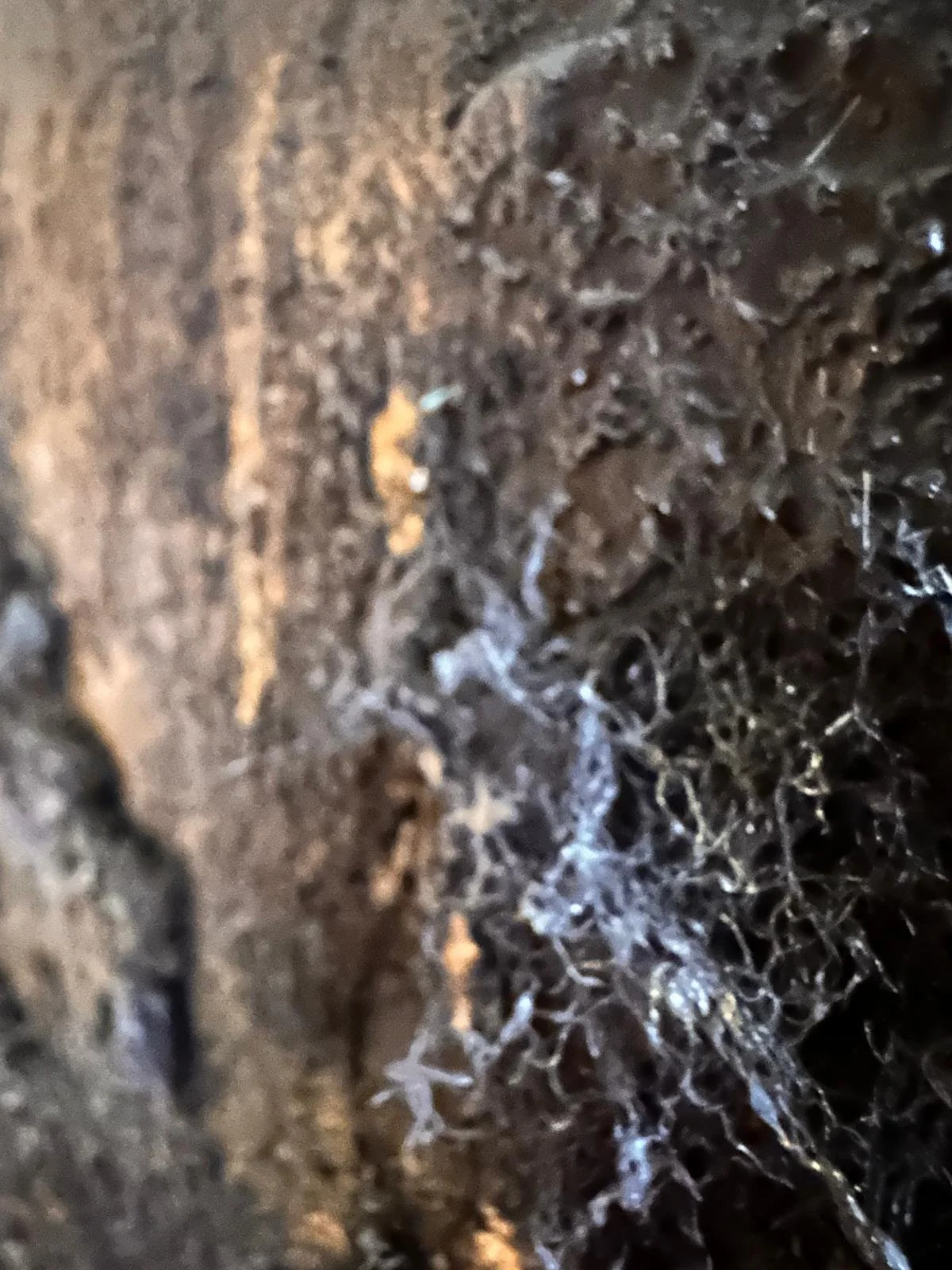 after the burn close up of hair.jpeg