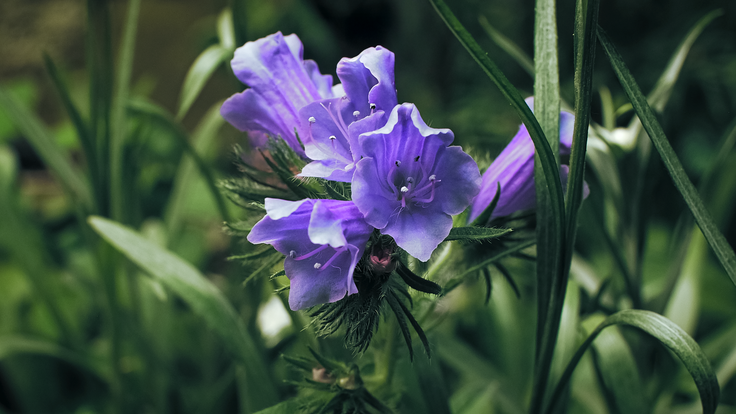 GucciFlora_00012.jpeg