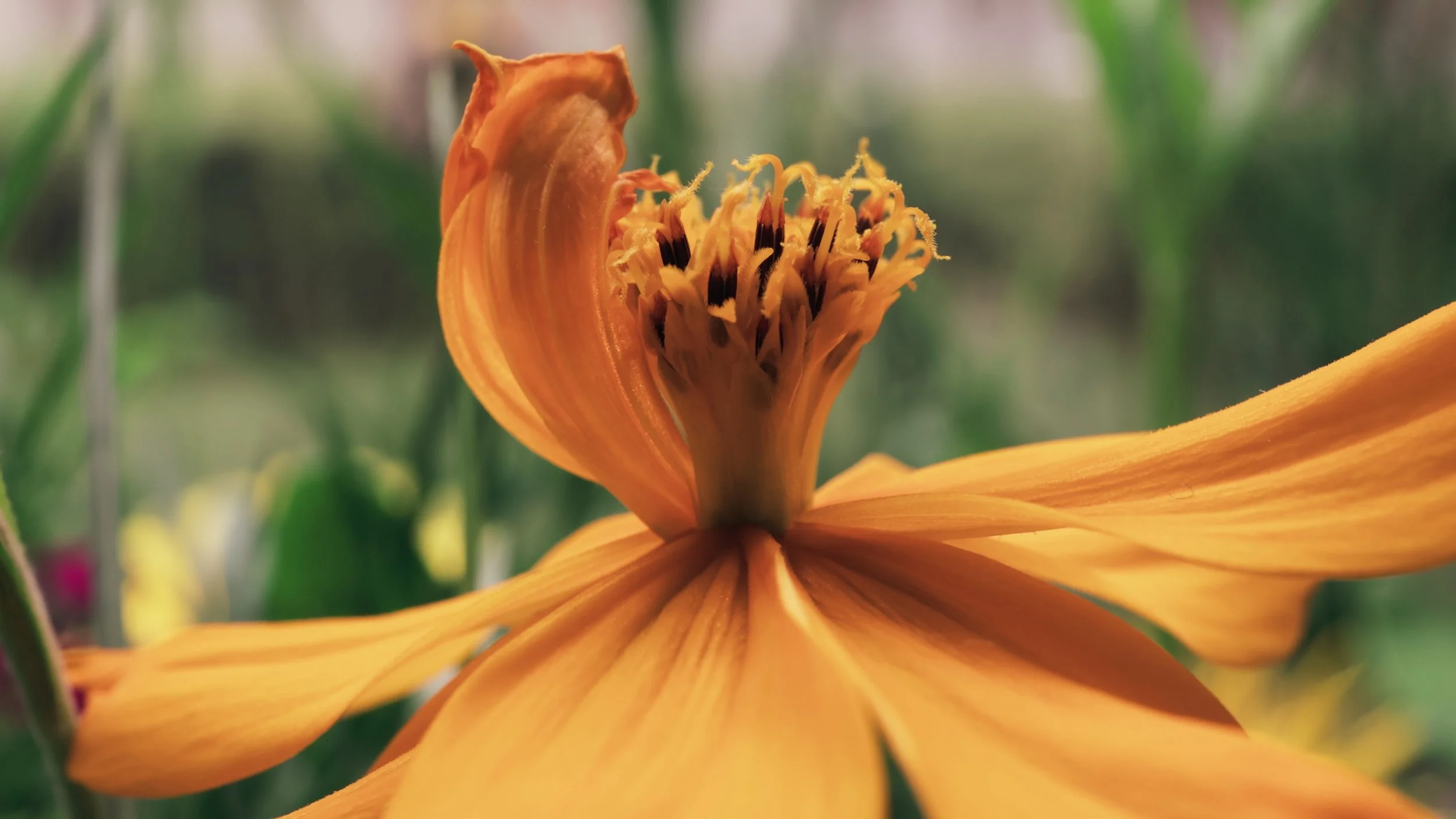 GucciFlora_00004.jpeg