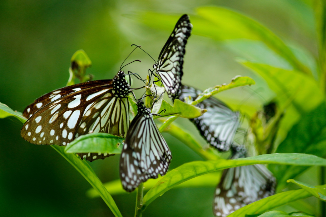 Butterfly Effect bouwt bruisende gemeenschappen