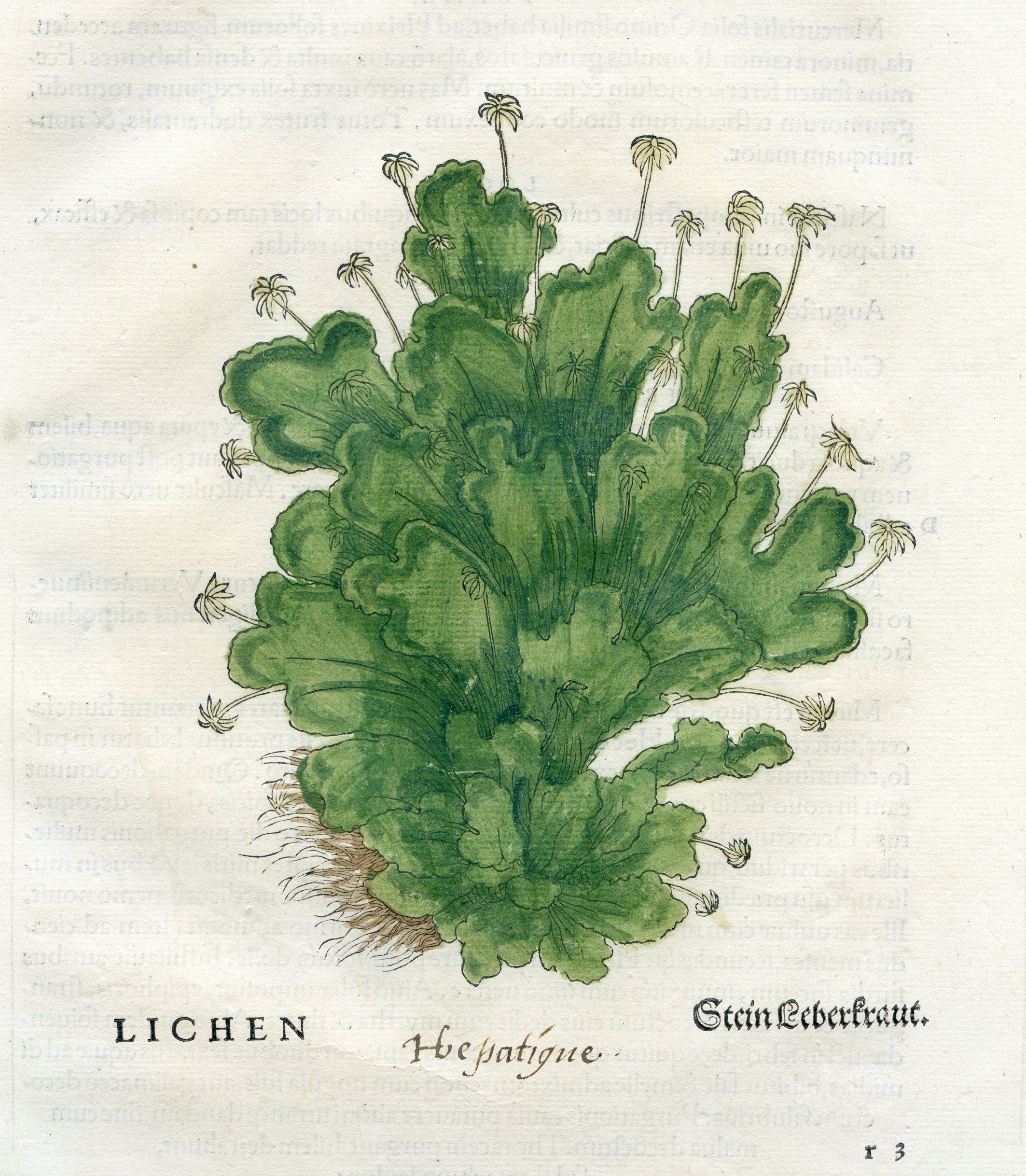 Liverwort.jpg
