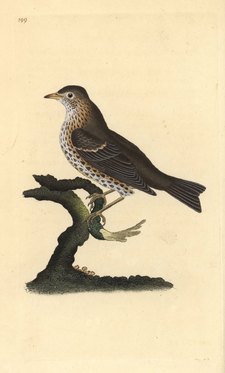 Edward_Donovan_-_Song_thrush_Turdus_philomelos_Handcoloured_copperplate_drawn_and_engraved_by_Edw_-_(MeisterDrucke-1058675).jpg