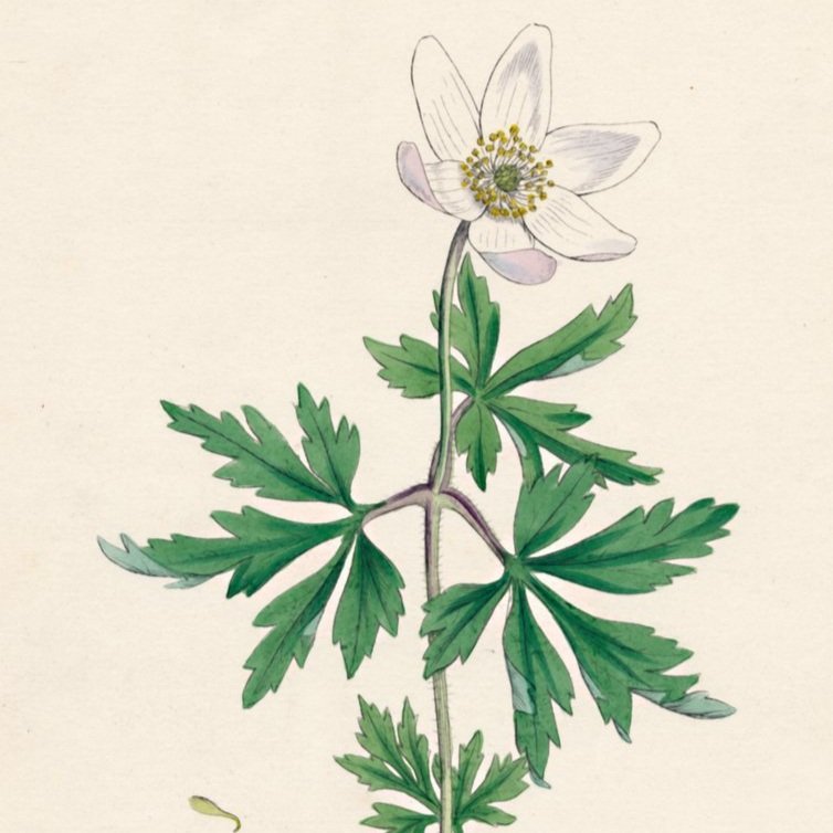 Unbekannt_-_Anemone_nemorosa_Wood_anemone_19th_Century_-_%28MeisterDrucke-790341%29.jpg