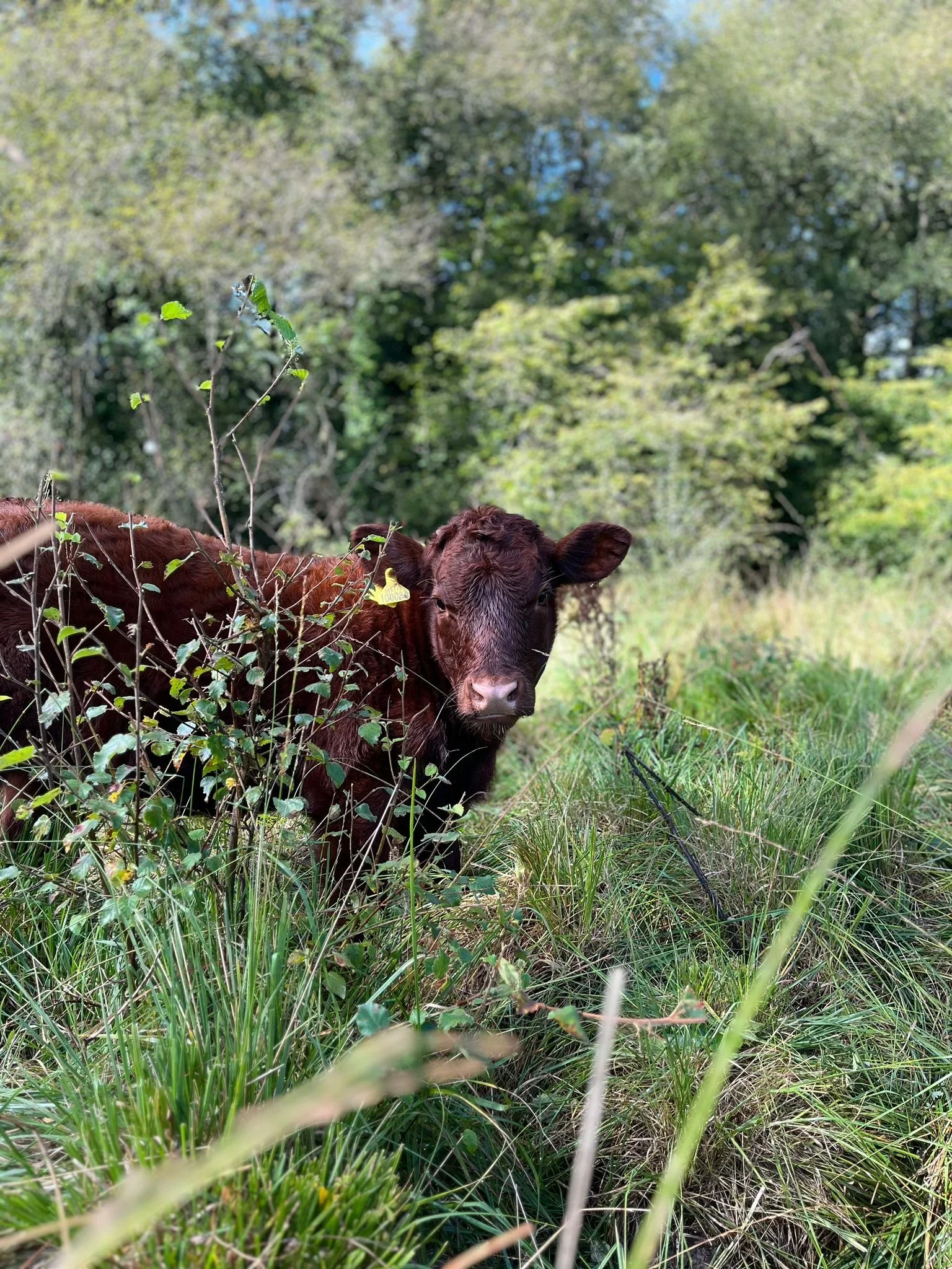 Mutualism Series - The Hidden Harvest Beneath The Moor 