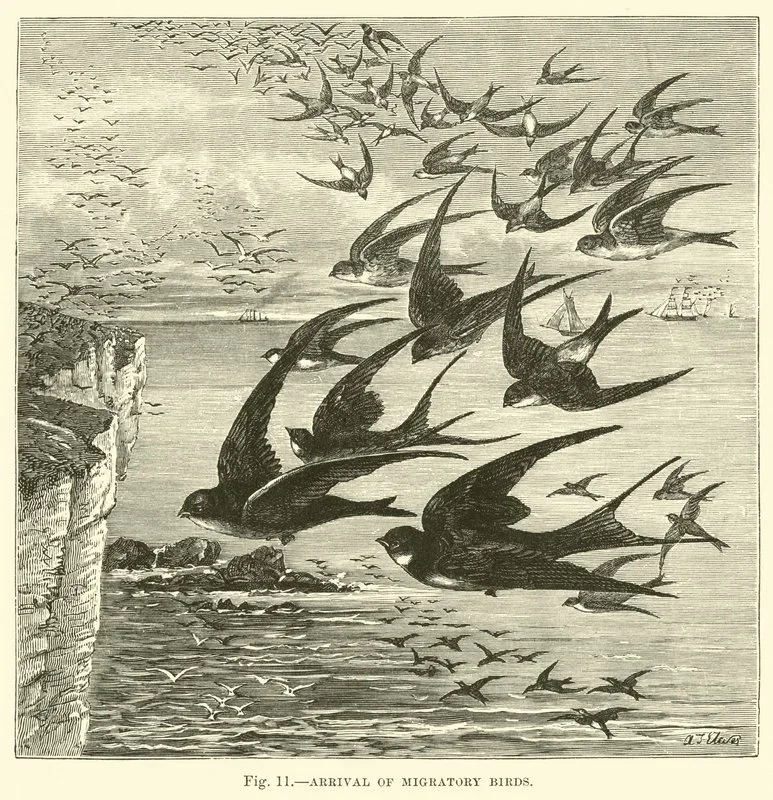 The Marvel of Migration