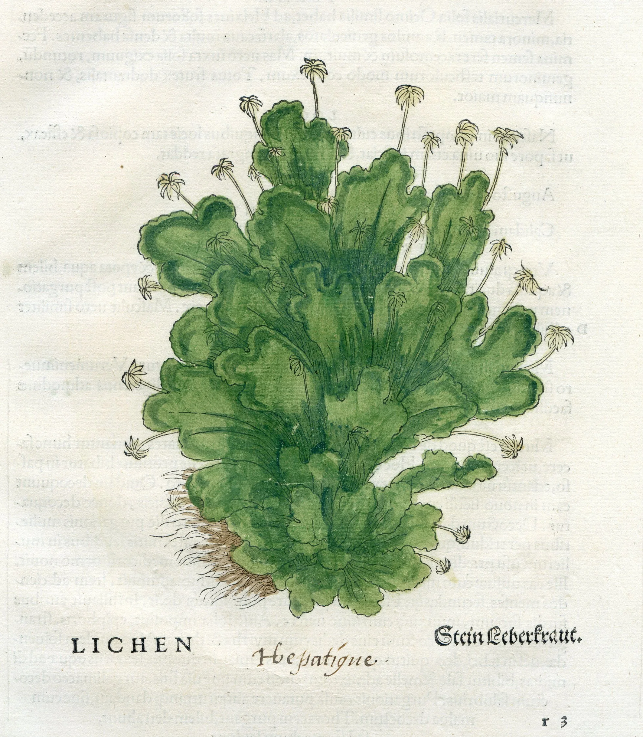 Unveiling Spring’s Subtle Heralds in Mid Devon