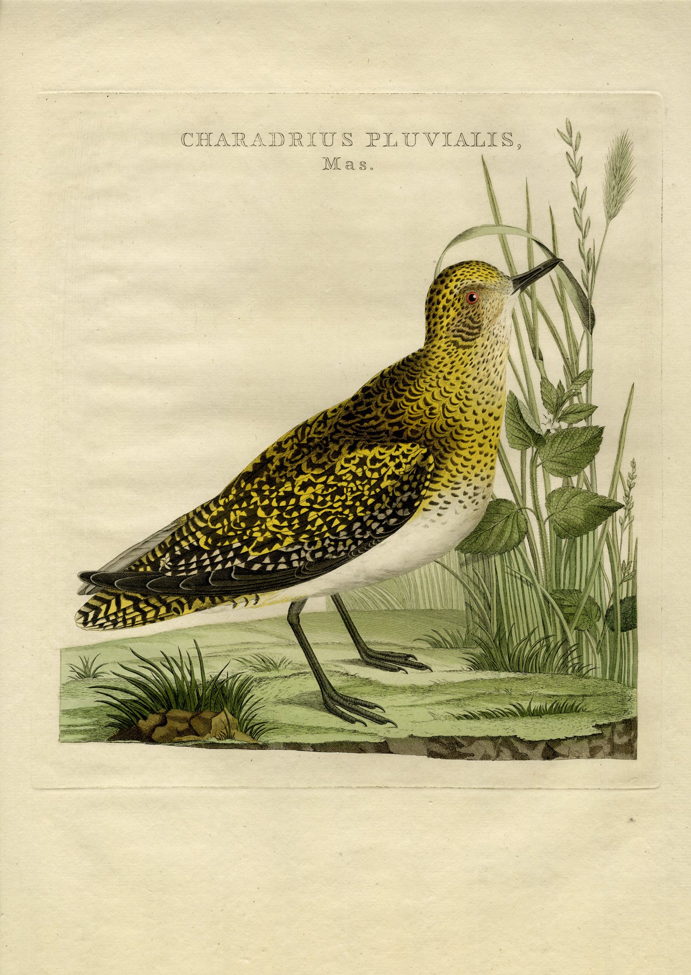 Golden Plover - Pluvialis apricaria