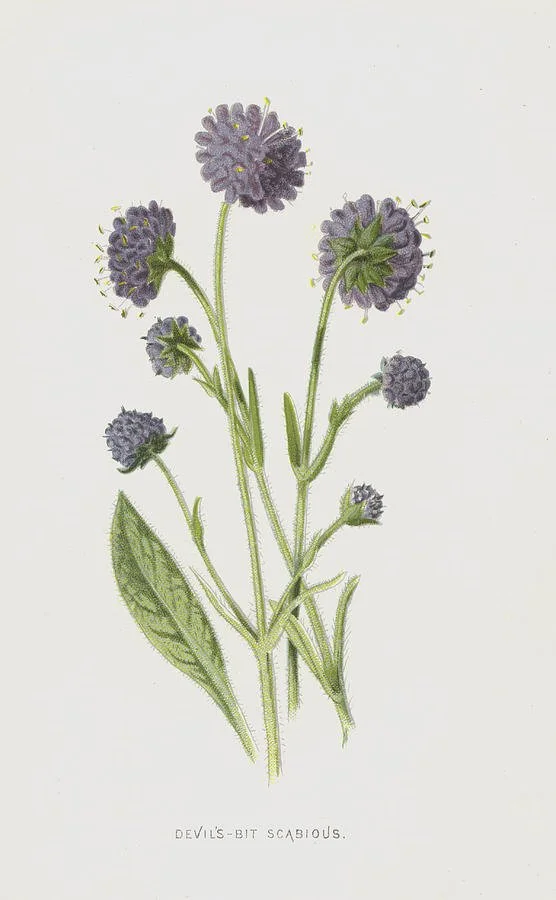 Devils's Bit Scabious - Succisa pratensis