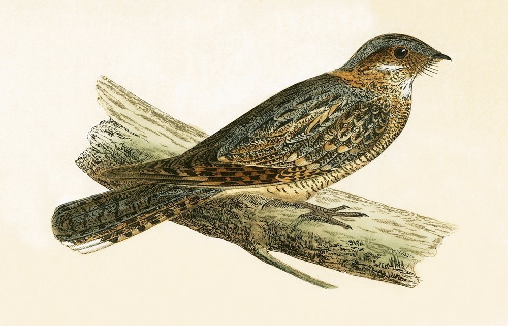 Nightjar - Caprimulgus europaeus