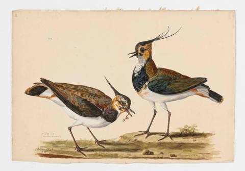 Lapwing - Vanellinae