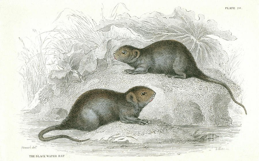 Water vole - Arvicola amphibius