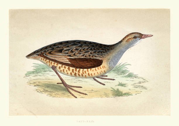 Corn crake - Crex crex