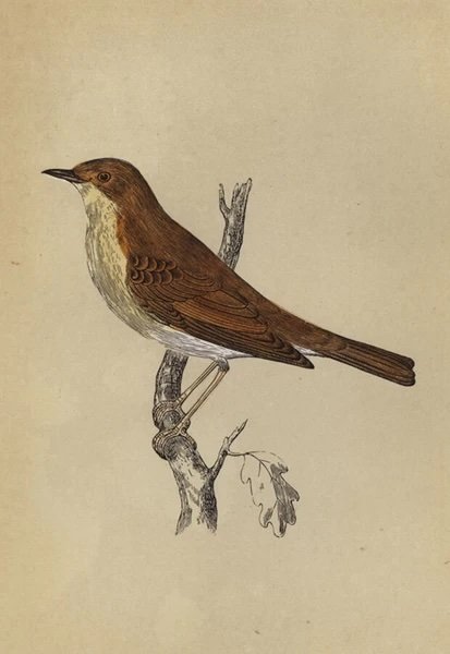 Nightingale - Luscinia megarhynchos