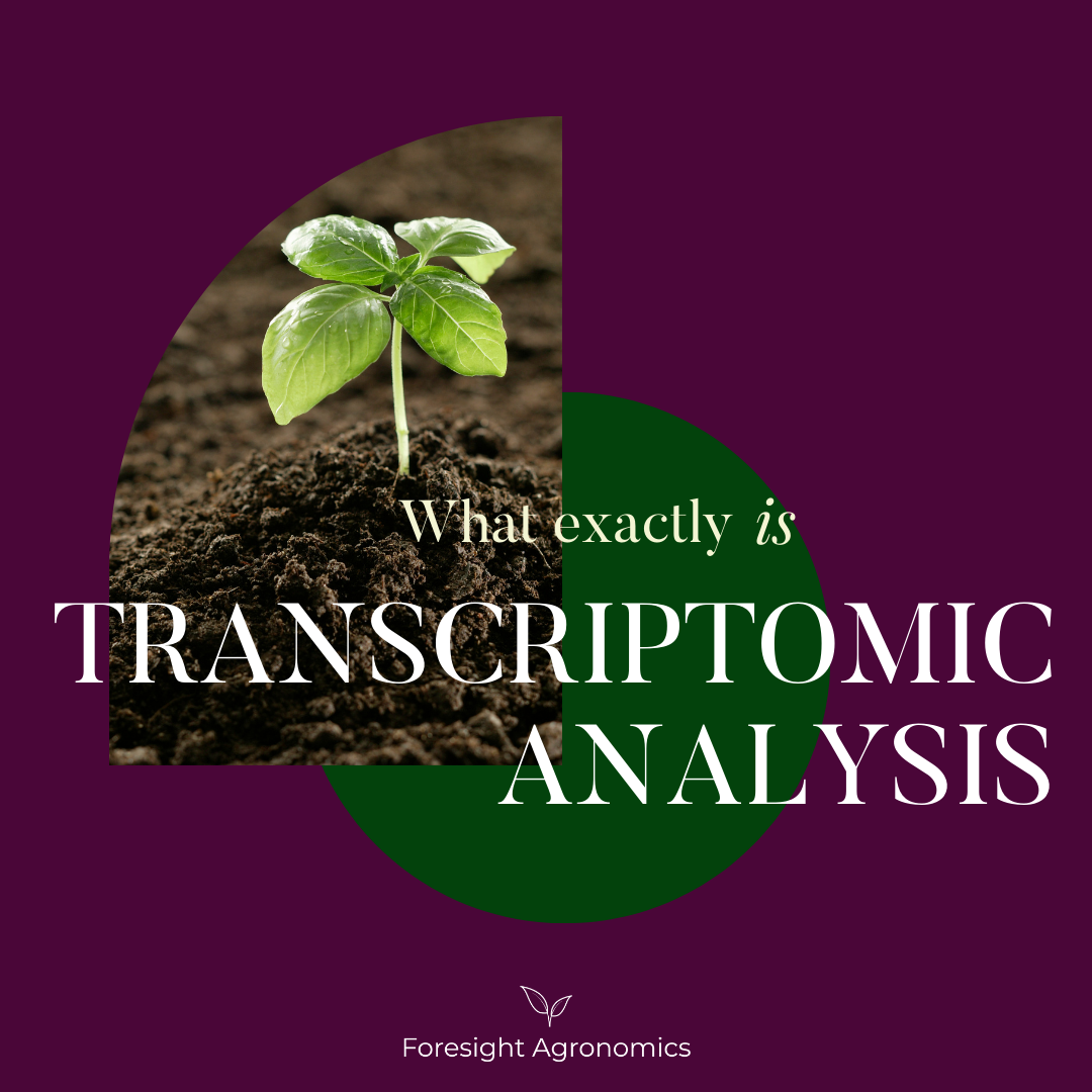 Blog Foresight Agronomics Blog foresight agronomics
