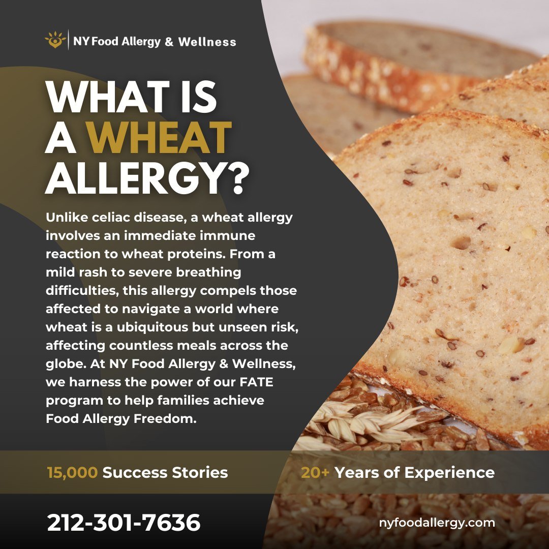 Unwinding the wheat allergy spiral 🌾🌀. An immediate immune response to wheat proteins can put a damper on enjoying everything from sandwiches to cakes. 🍞🚫 But it's not all about avoidance&mdash;our FATE program offers a strategy to desensitizatio