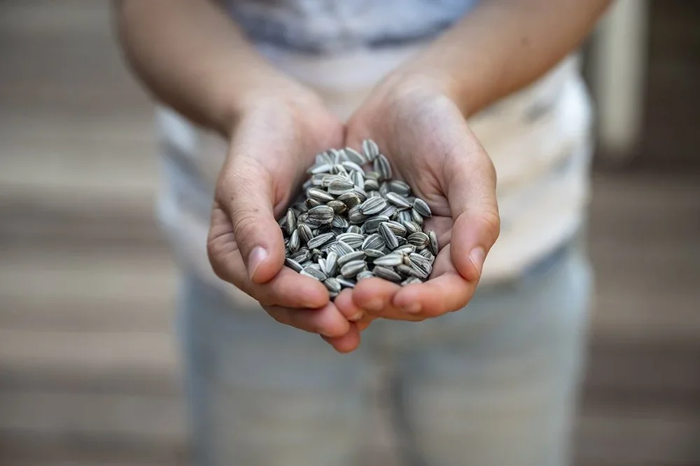 Sunflower Seeds