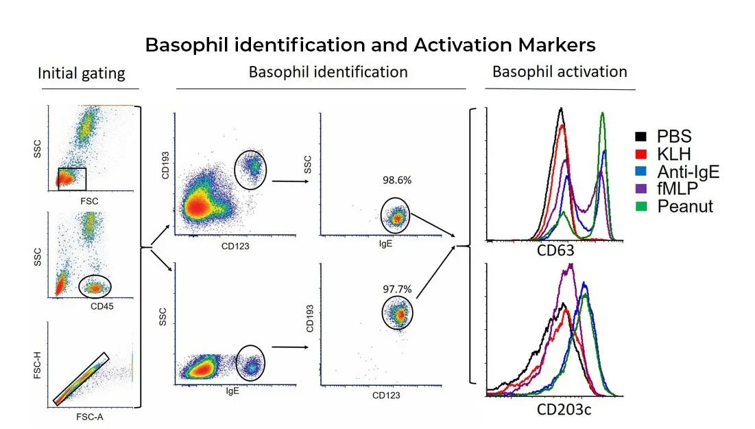 Basophil Identification & Activation Markers