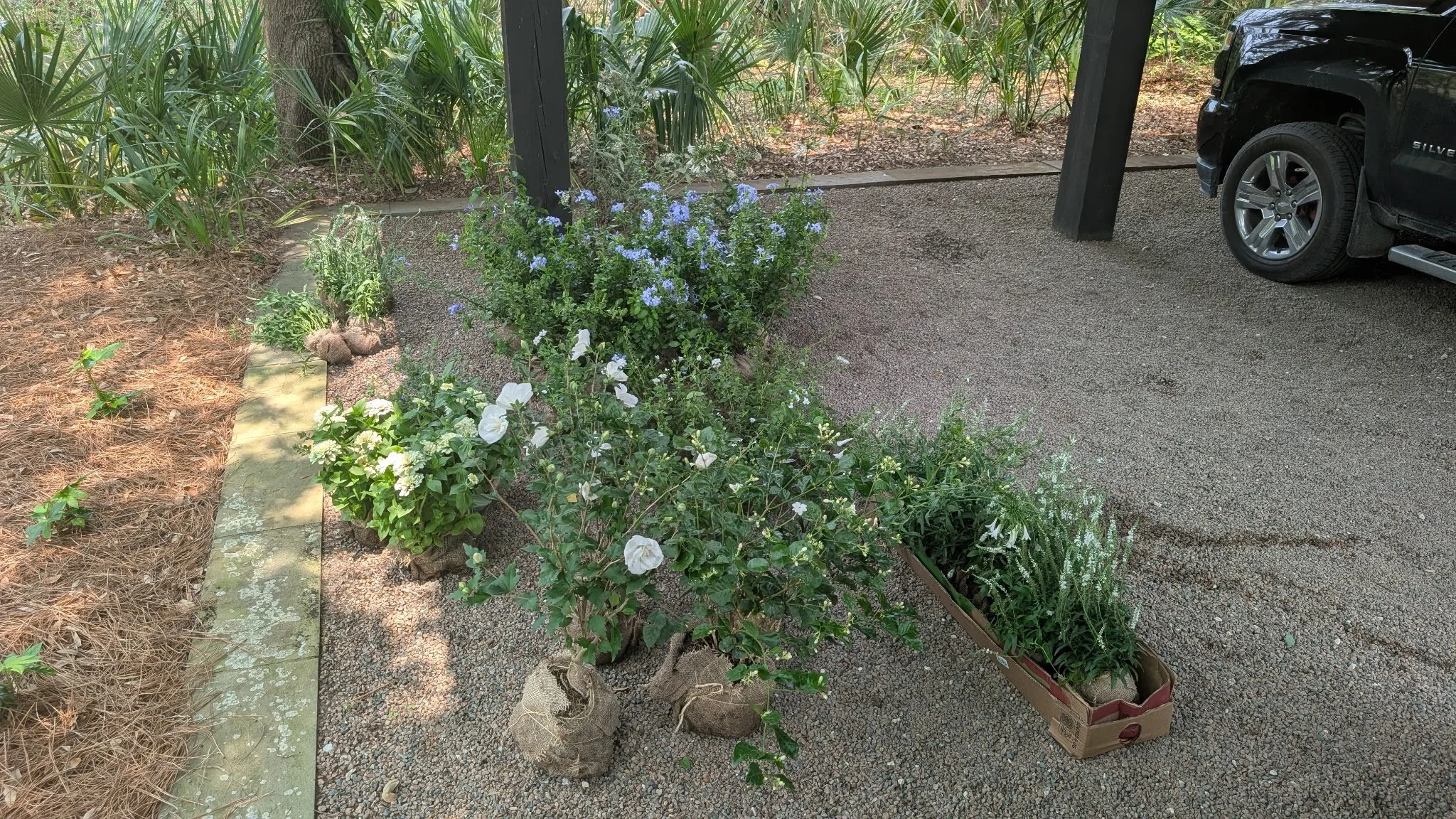 Living plants that were delivered to the family after the wedding