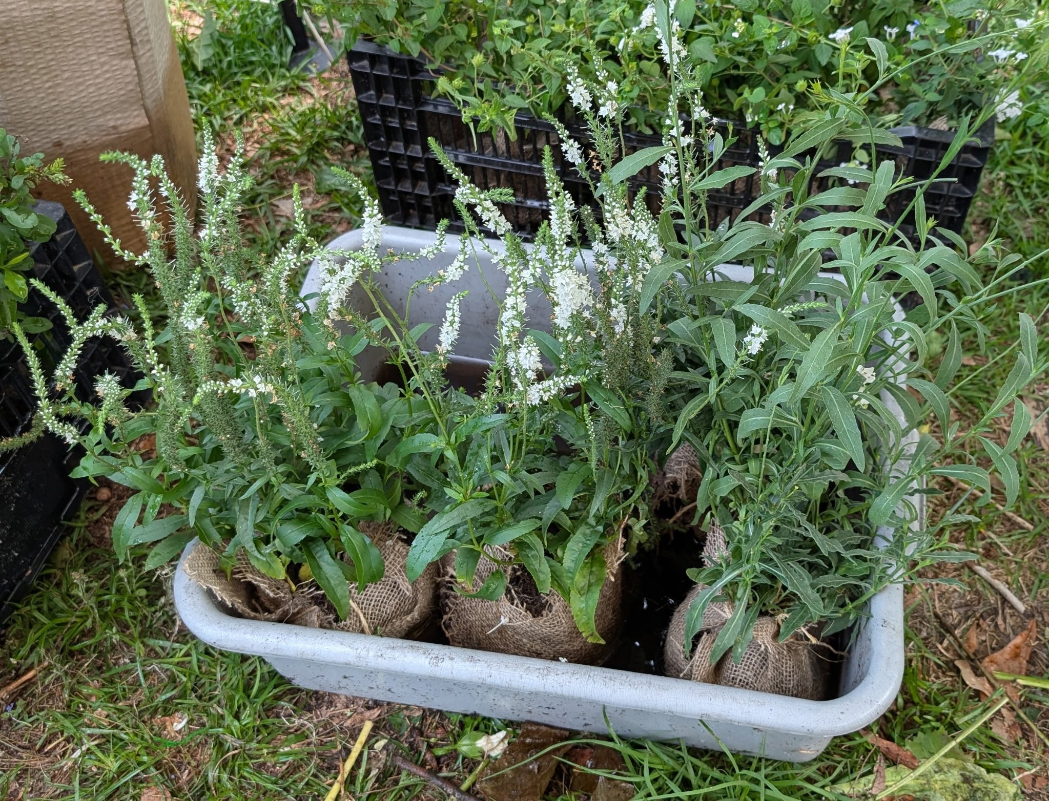 Living plants ready to be planted
