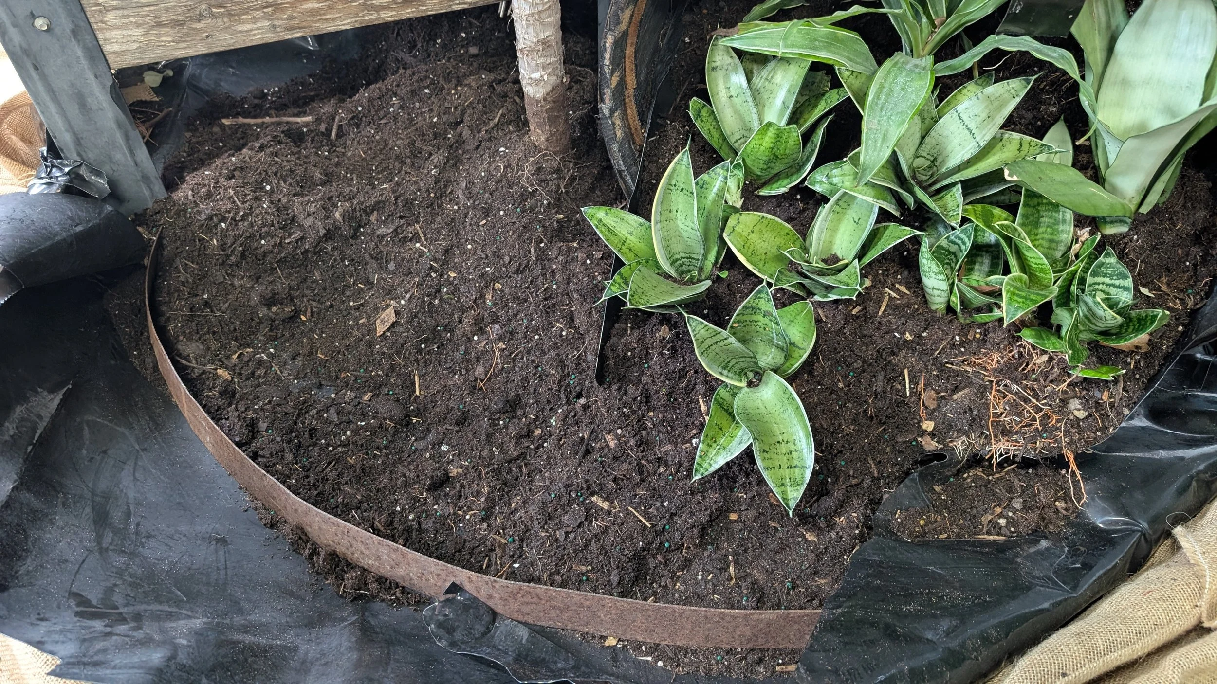 Pond liner and a component from the barrel are used to retain the soil and water. It was then covered with burlap 