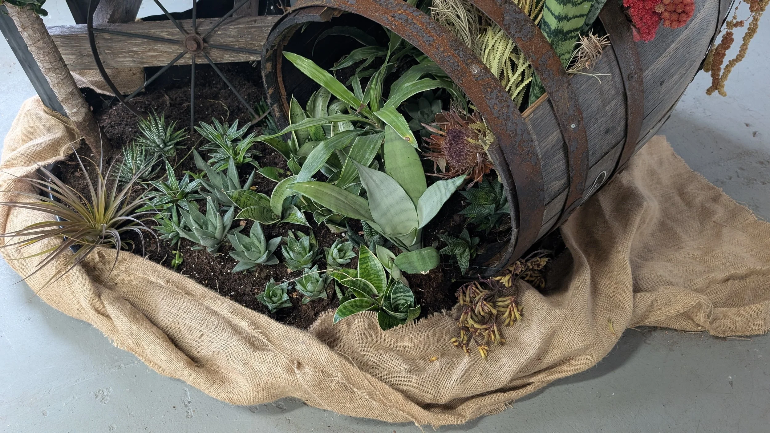 Detail, living plants spilling out from the barrel