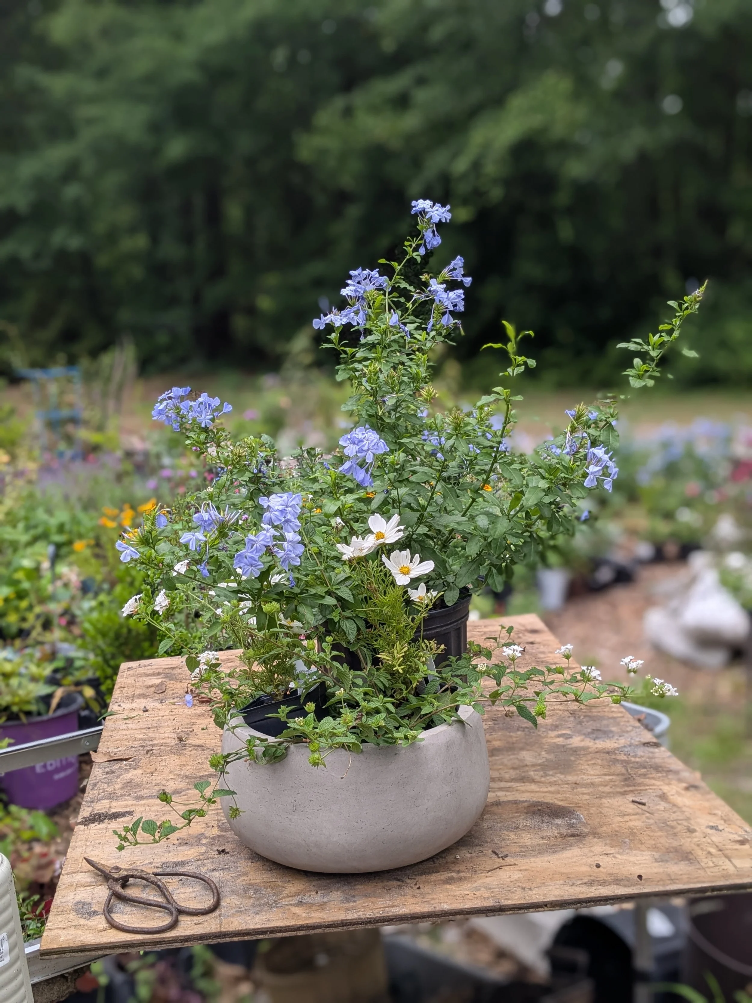 Final touches on an arrangement