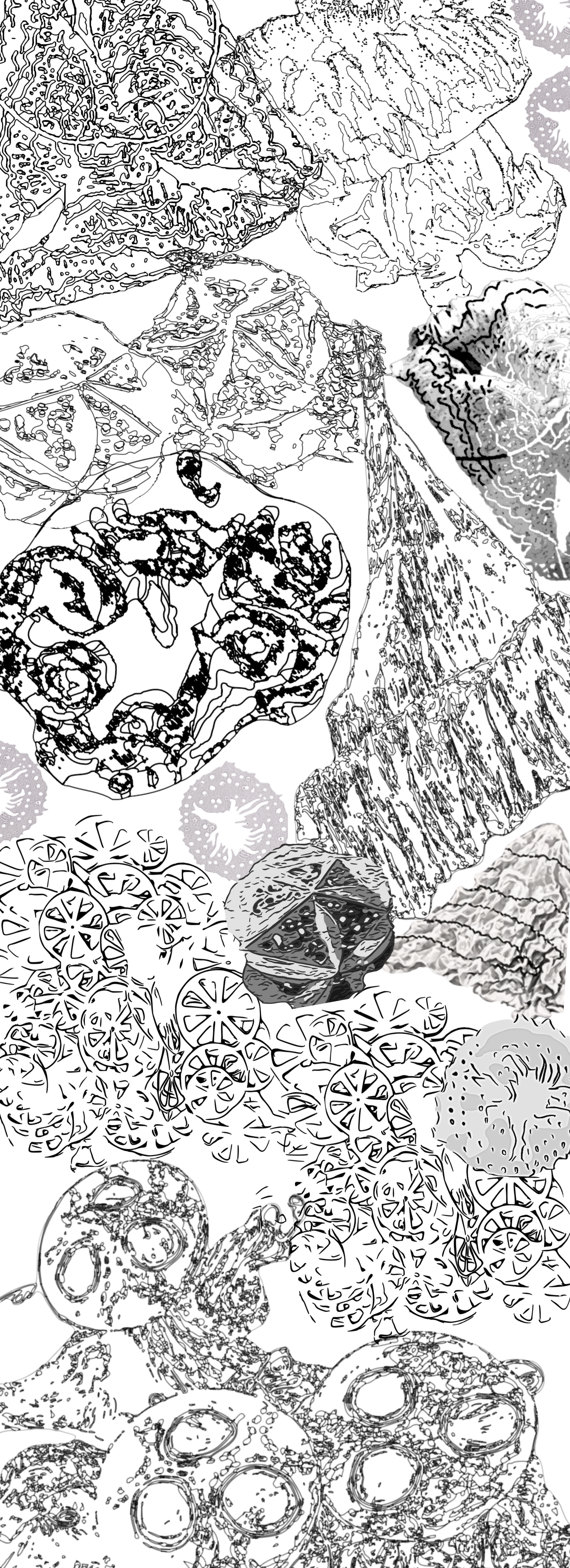 Line drawing of amoebic looking animal creatures 