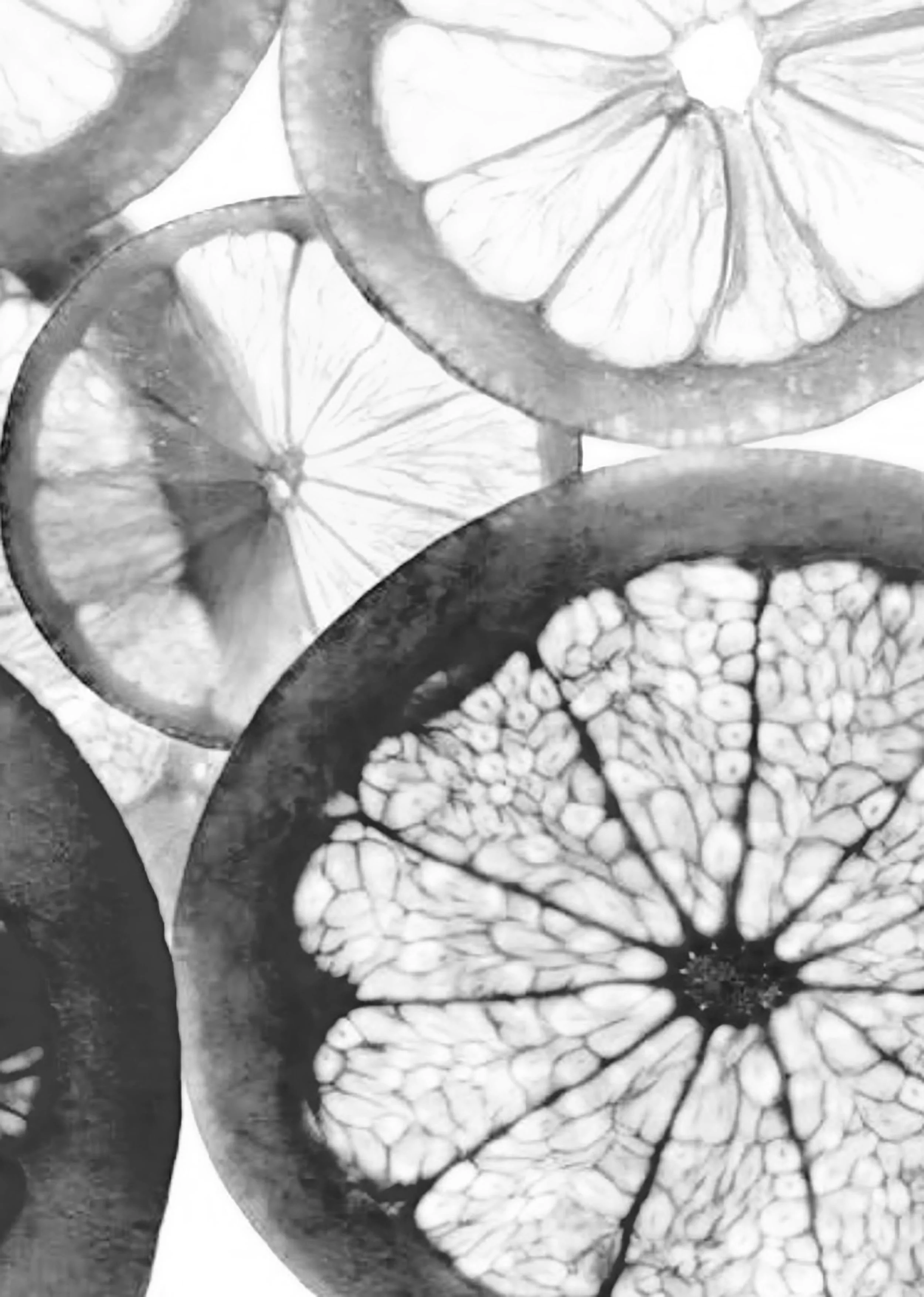 citrus 2 W2500 440KB.jpg