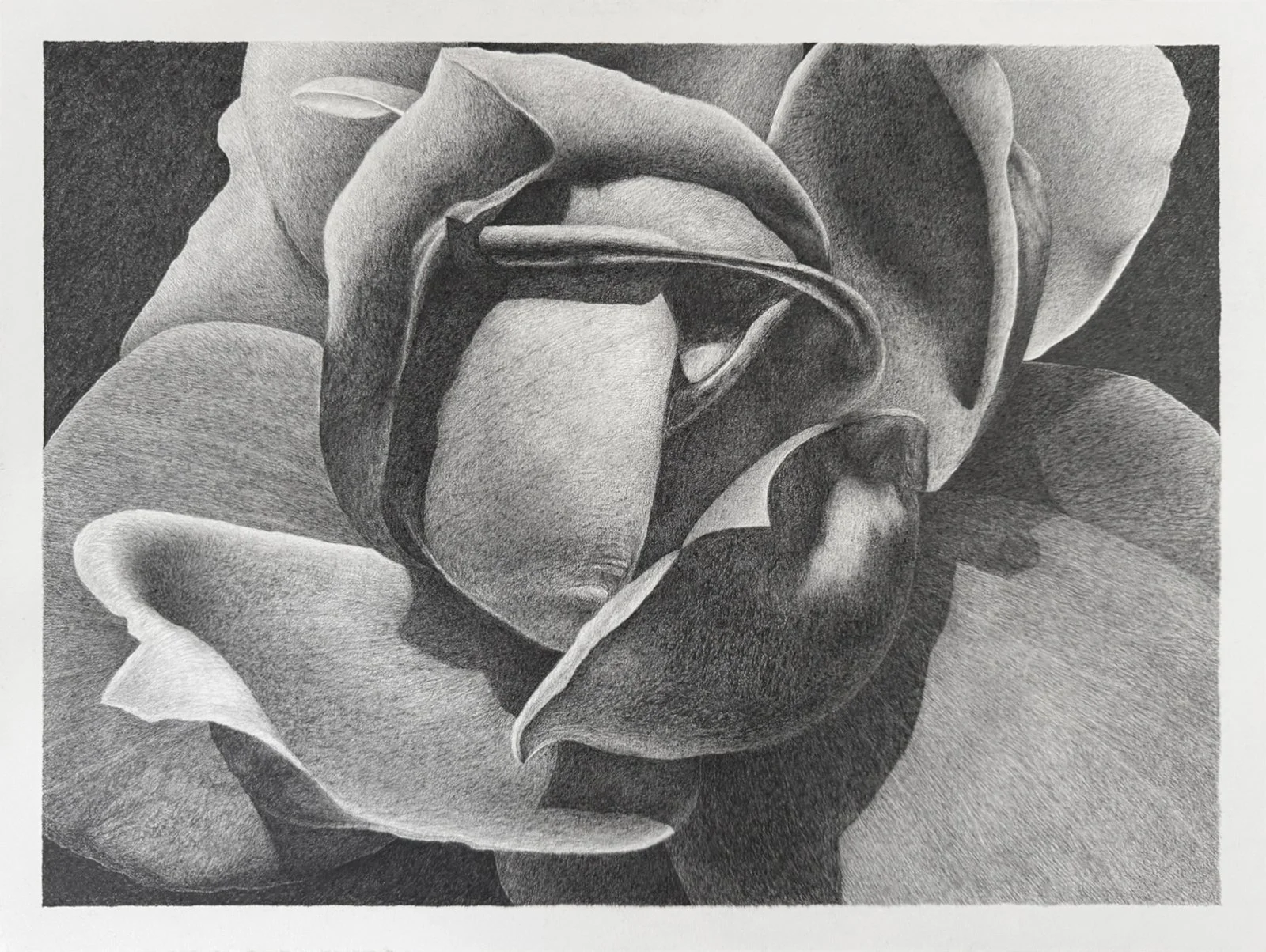 Rose, 2025. Graphite on paper, 11 x 15 inches.