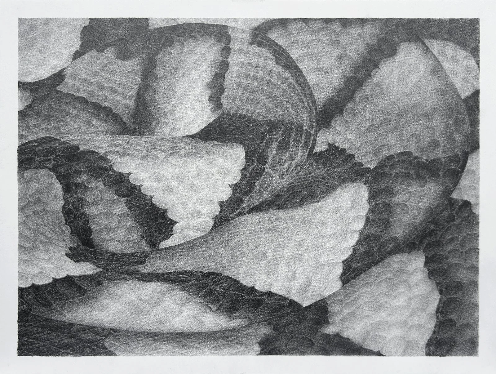 Snake, 2026. Graphite on paper, 11 x 15 inches. $1,200