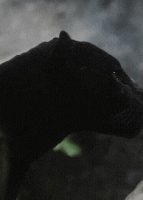 Untitled design (12).gif