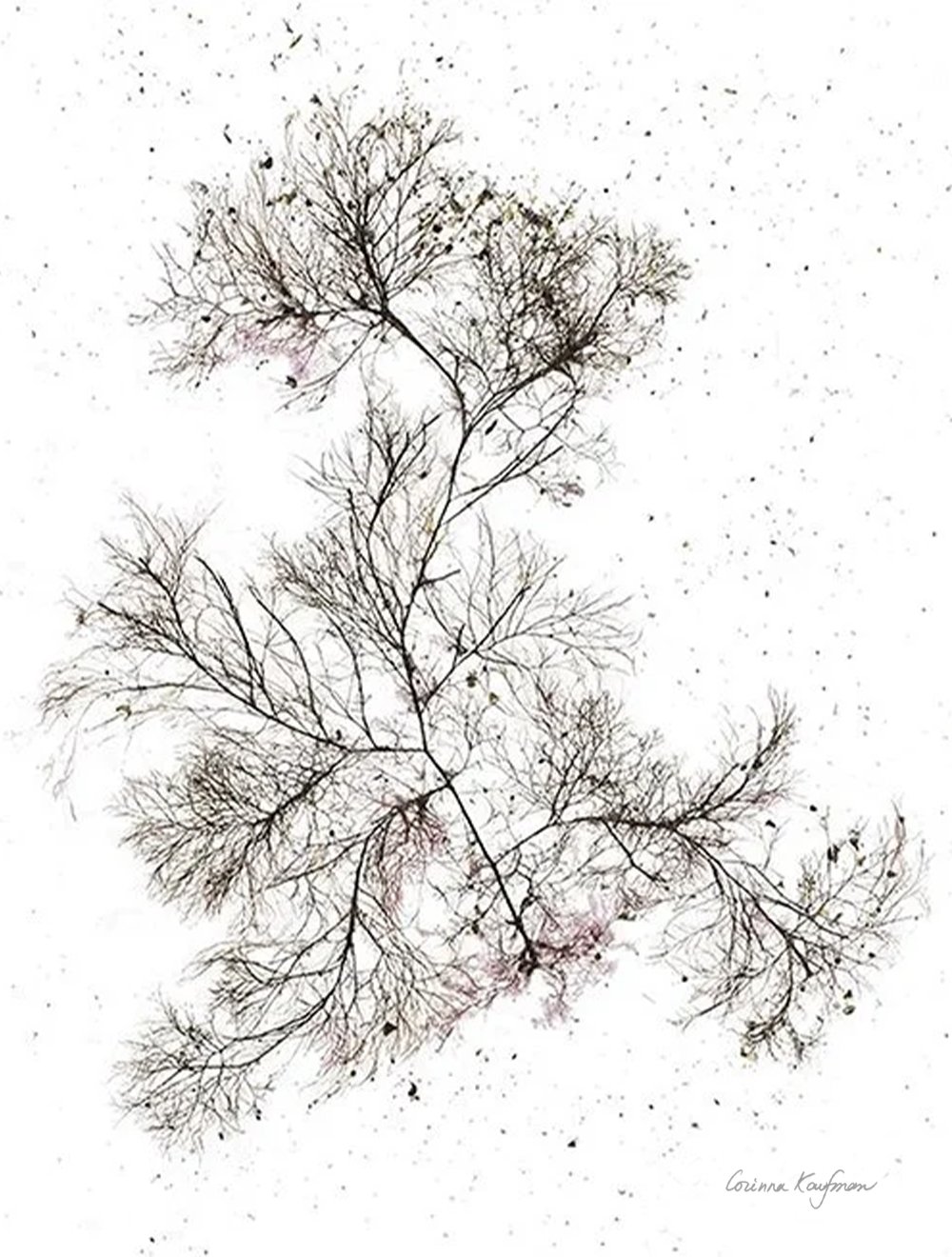Kaufmann_ALL website #37.jpg