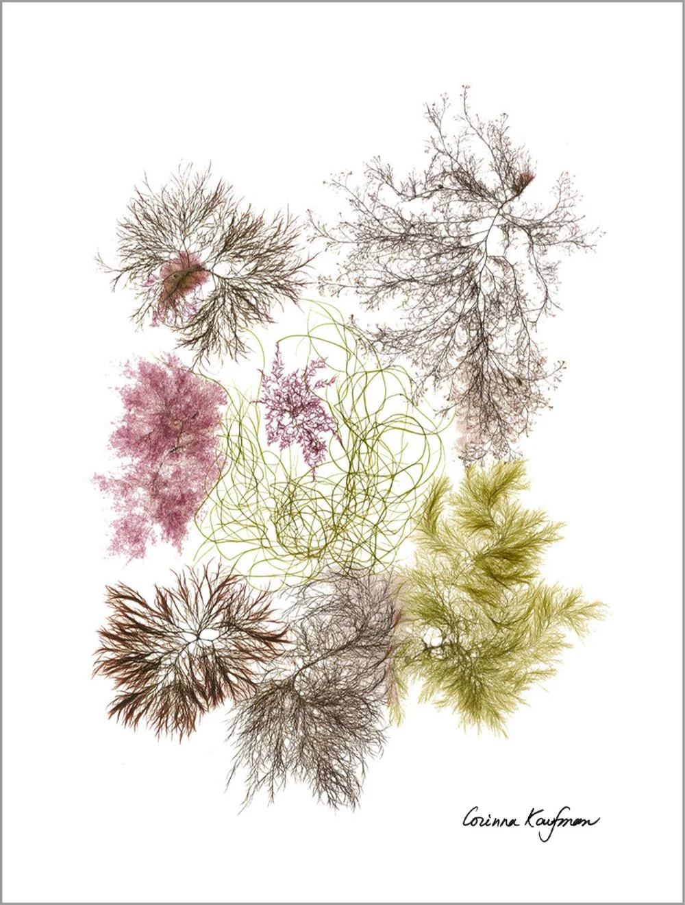 Serenity #4