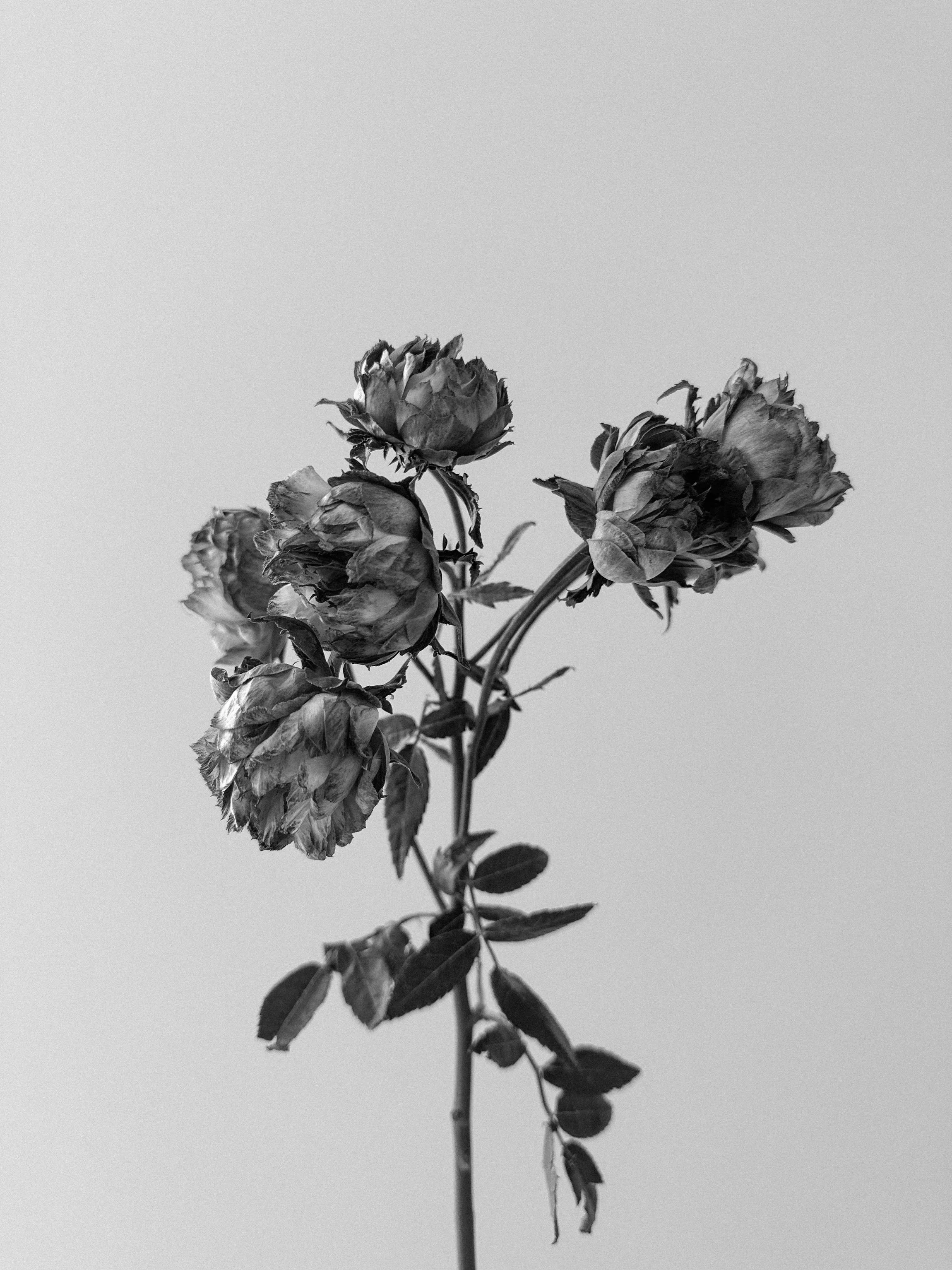 elevae_042511255.jpg
