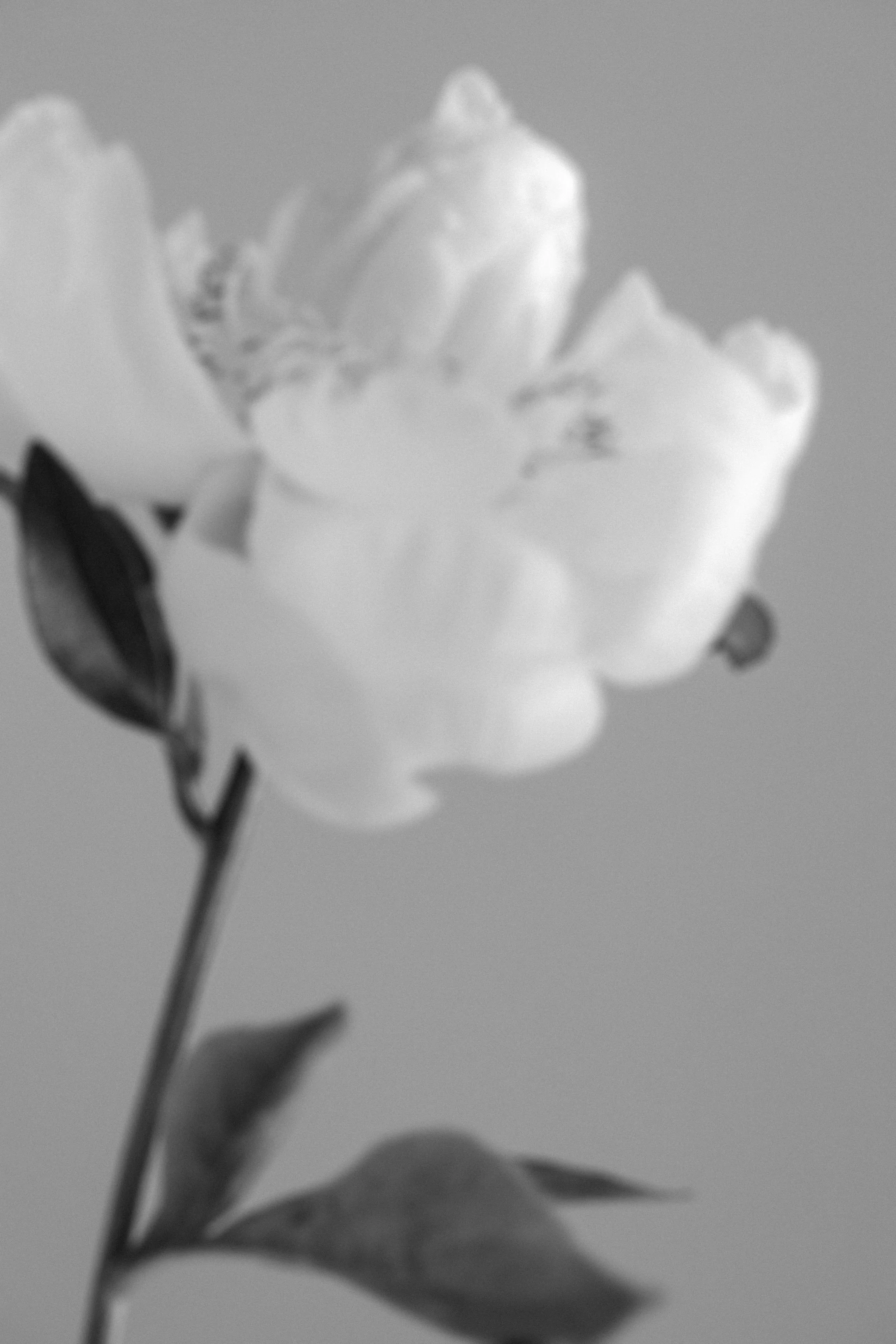 elevae_042511203.jpg
