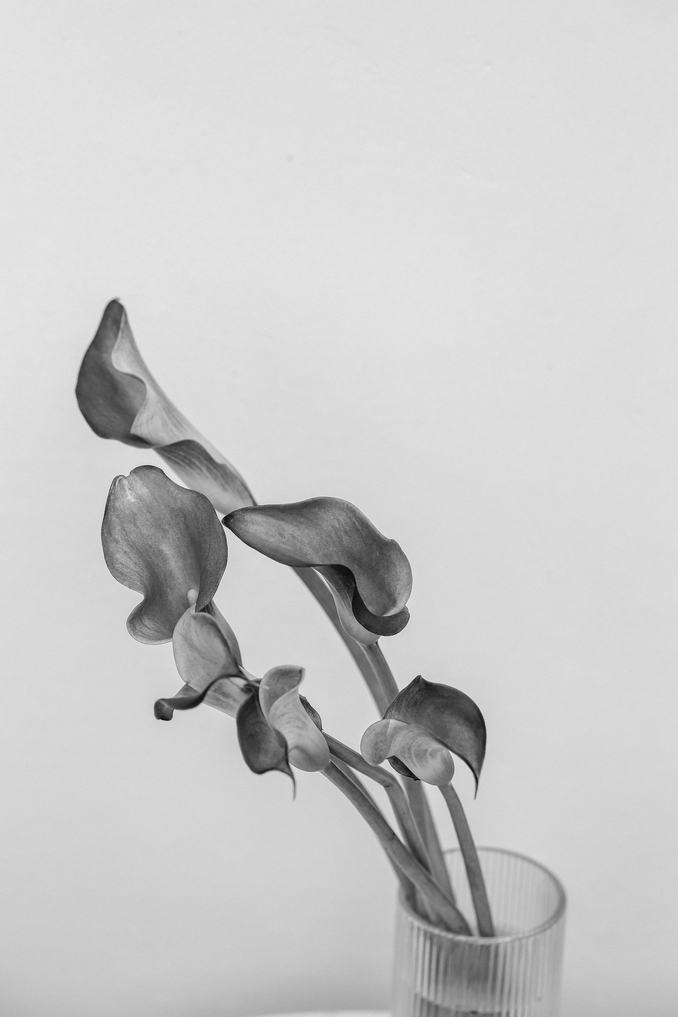 Elevae_0425_11001.jpg