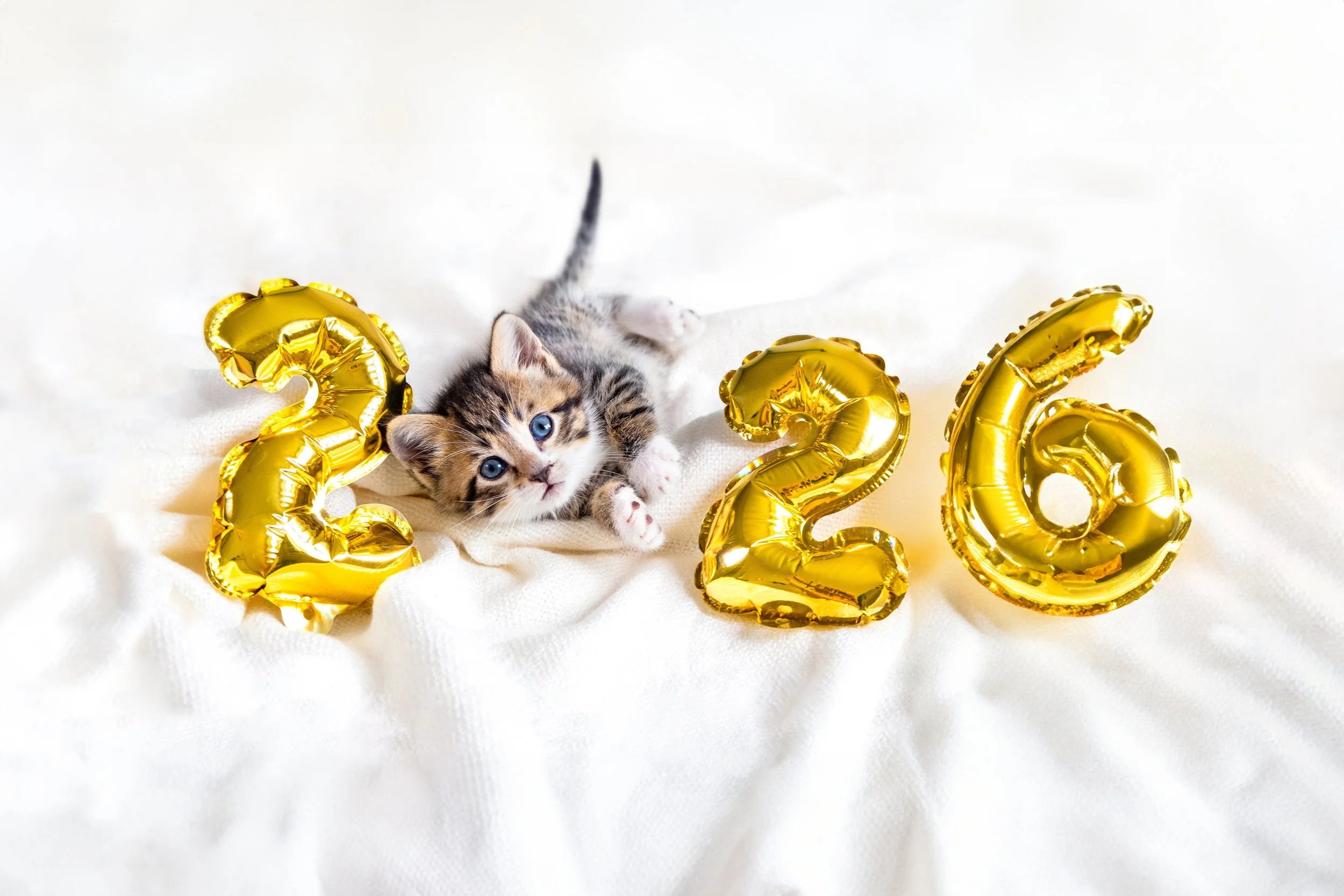 A Bright and Bold New Year!