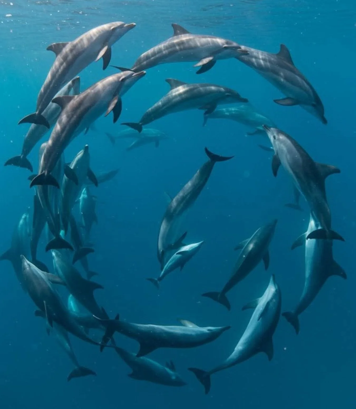 DOLPHIN COMMUNICATION & HEALING WORKSHOP