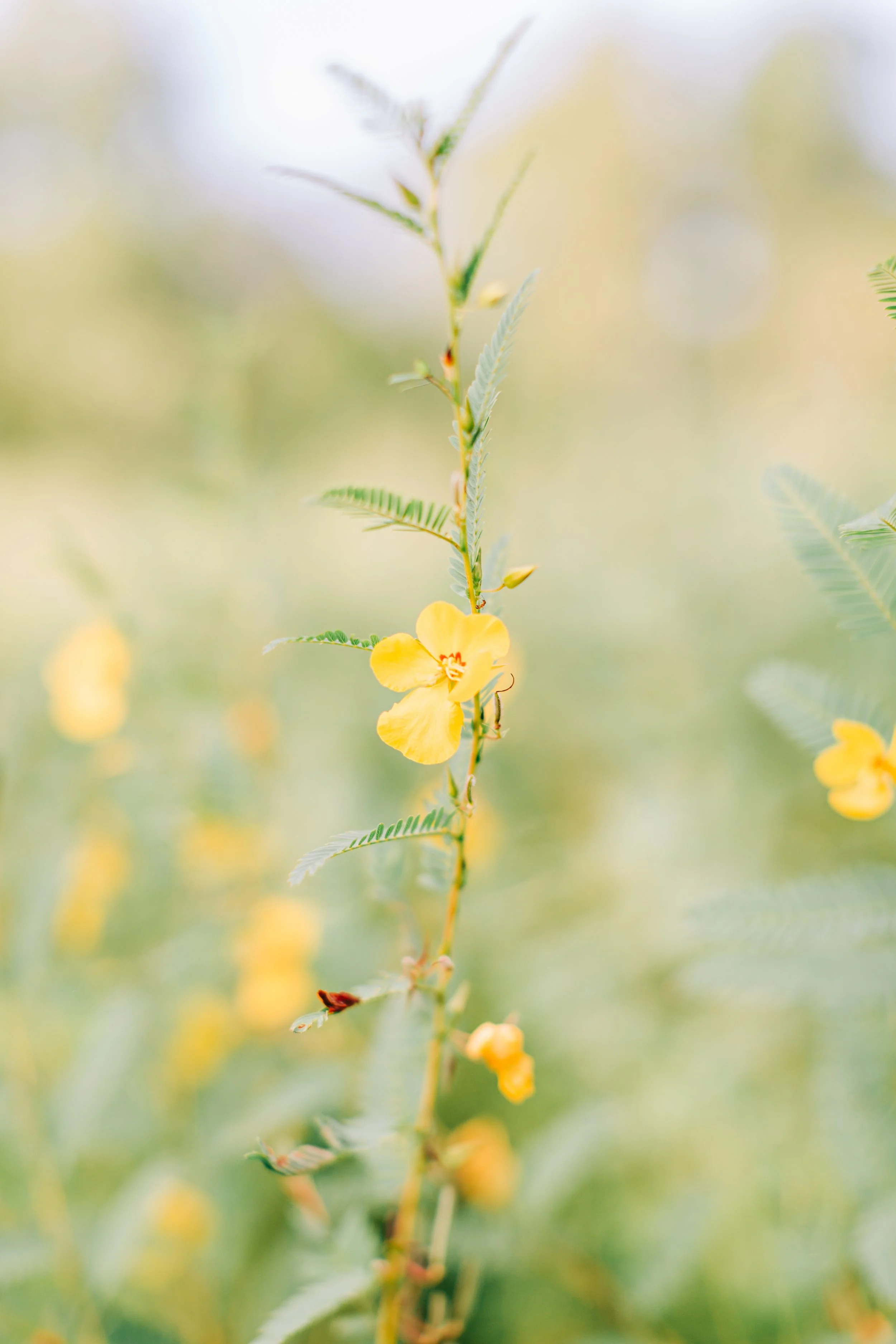 hilltop-arboretum-engagement-session-baton-rouge1.jpg