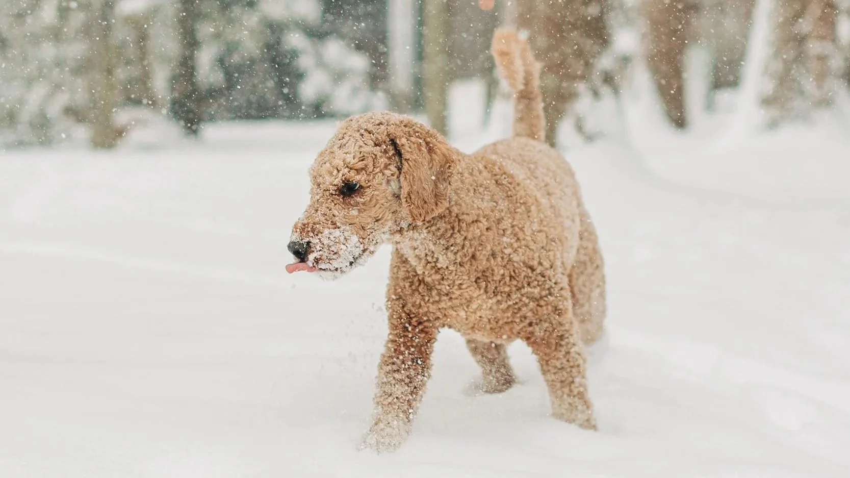 A curly-coated dog walking through a snowy landscape, with snow on its face and snout, and trees in the background.