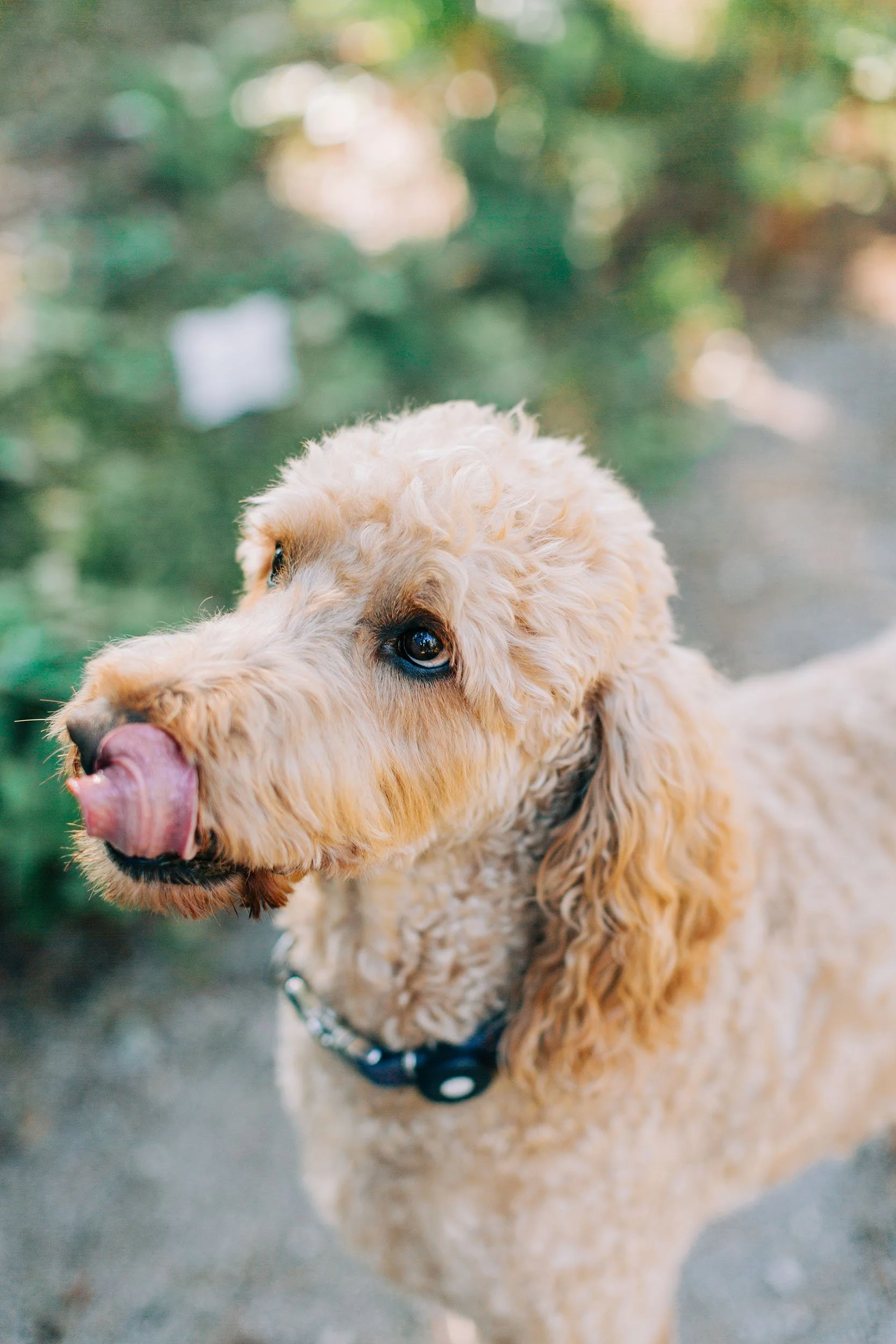 A golden retriever puppy with curly fur licking its nose, wearing a harness, outdoors with blurred greenery background.