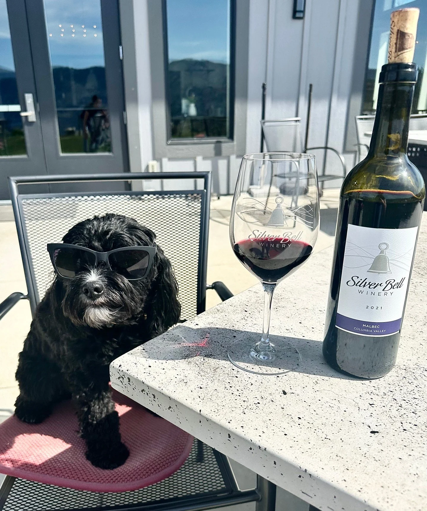 Marshall is loving the patio weather! ☀️🍷⁠
⁠
We are a dog friendly winery, open 12-5 daily.⁠
⁠
#silverbellwinery #lakechelanwinevalley #lakechelanchamber #wawine #winerydogs #dogfriendlywinery #cavachon