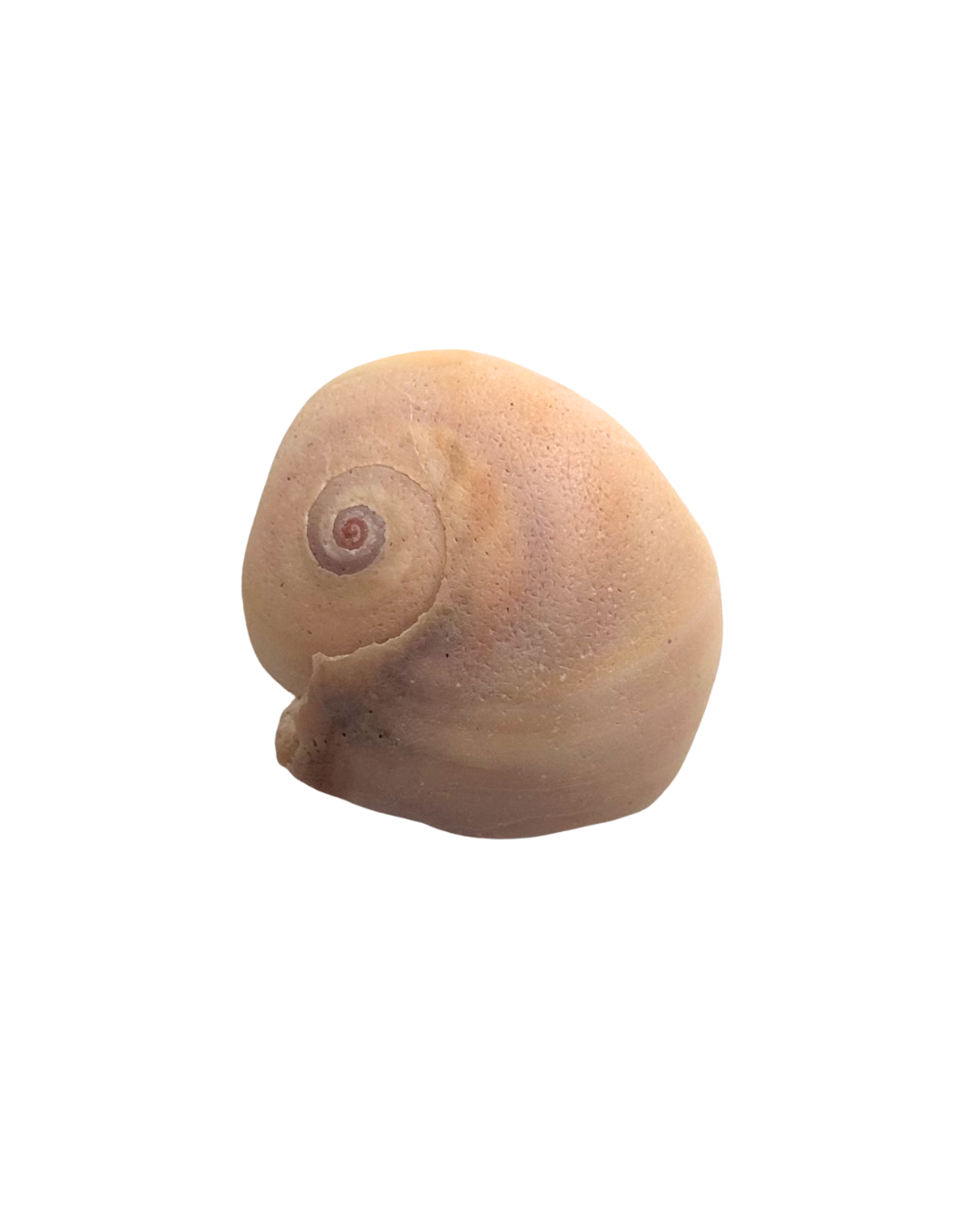 Nautilus Shard ~ ADD ON ONLY