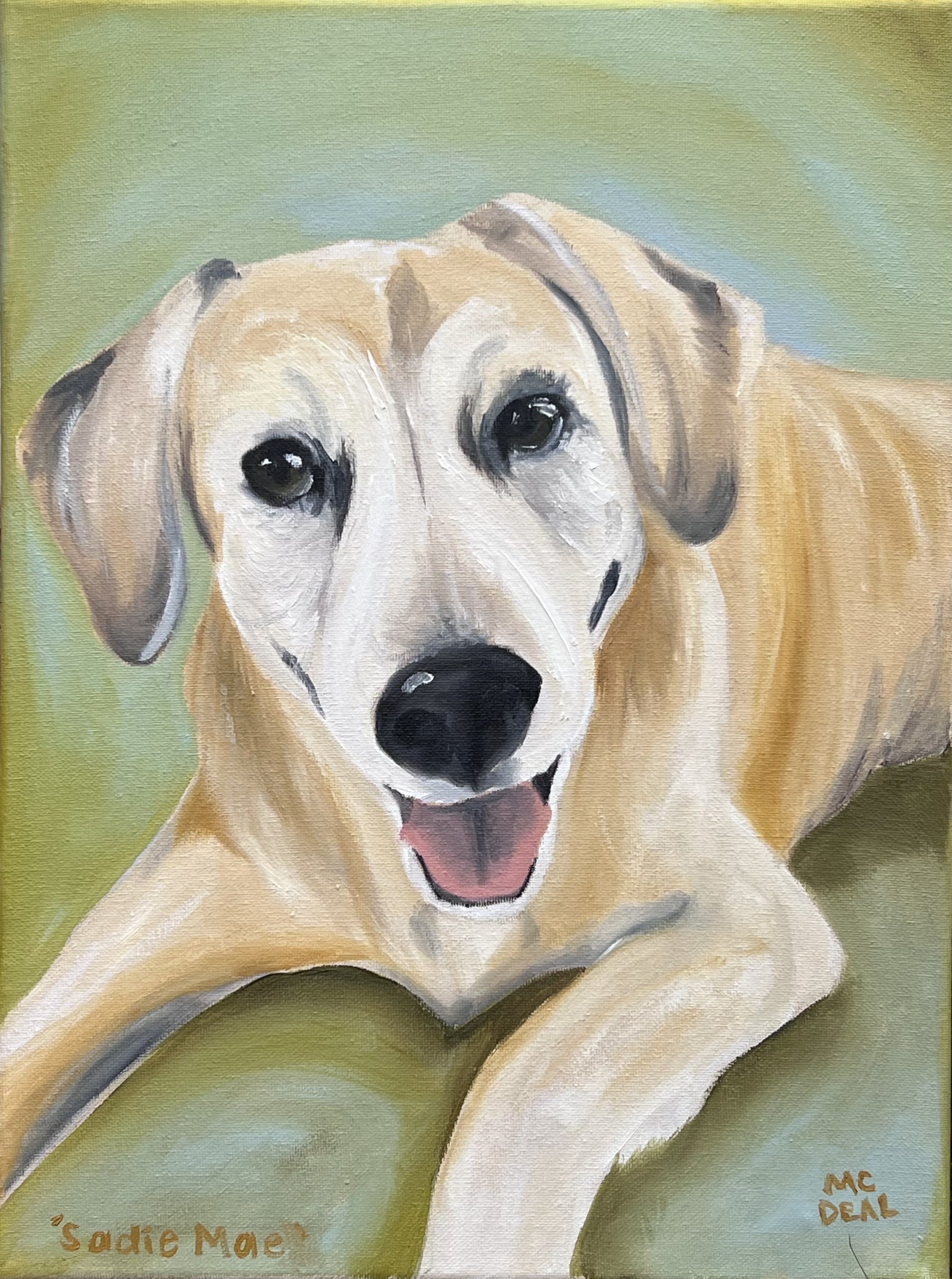 Pet Portraits