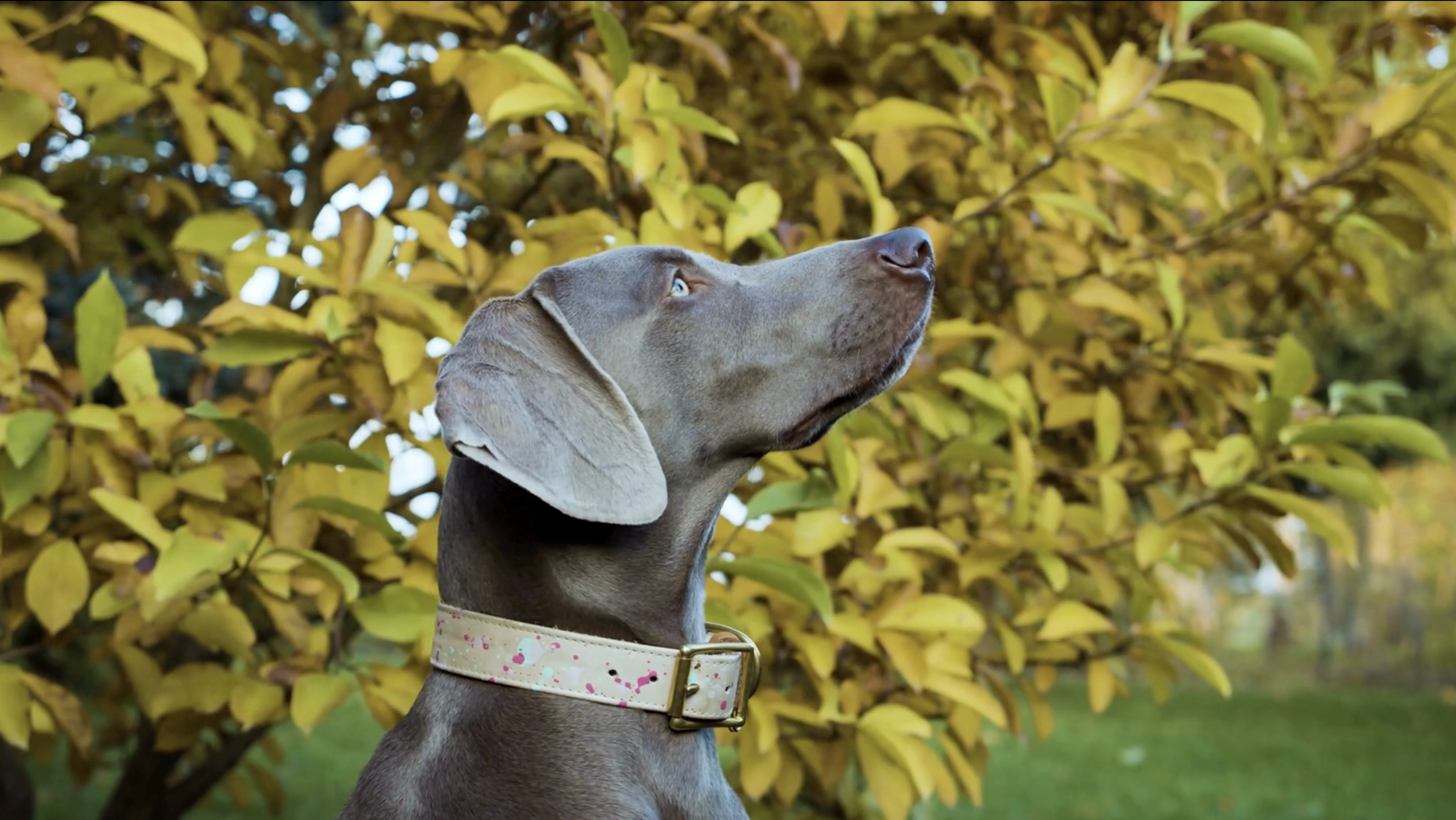 Screenshot 2023-09-20 at 8.21.15 PM.png