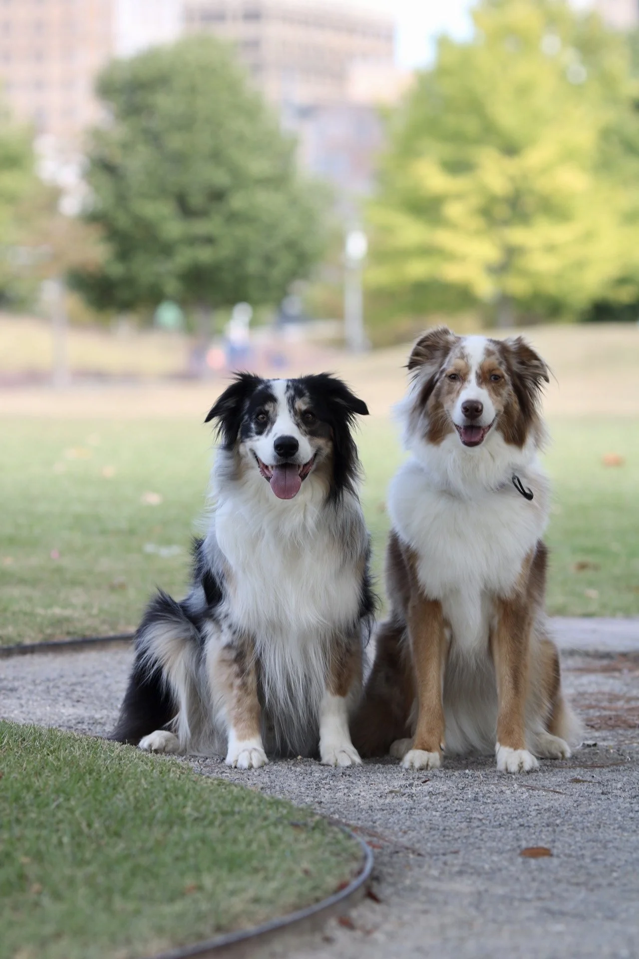 group-classes-night-day-dog-training