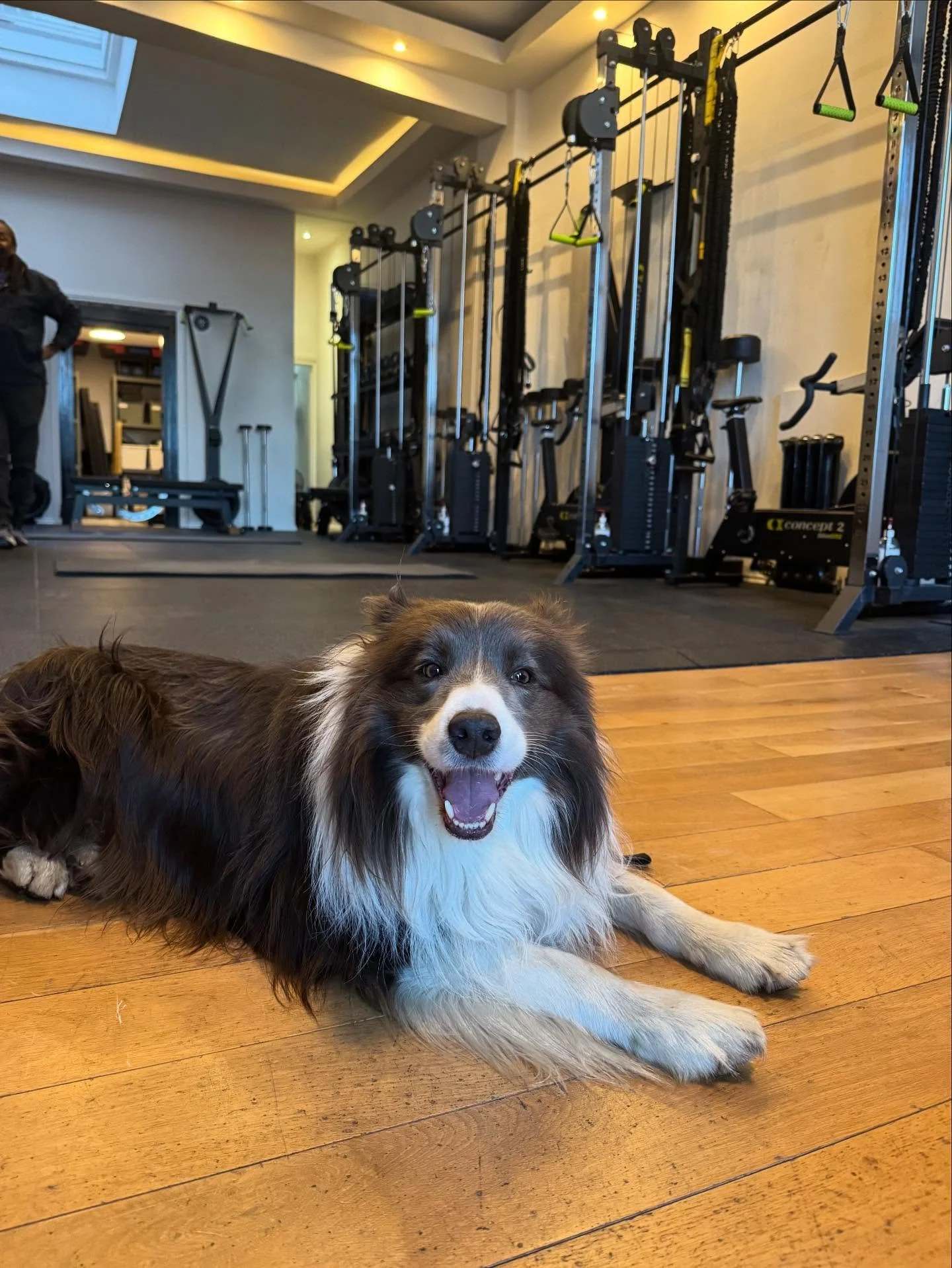 Meet the trainers . Rocky . Favourite exercise . Chasing squirrels 🐿️ #clapham #battersea #claphamcommon #dogsofclapham #dogsofbattersea #gym #fit #fitness #personsltraining #personaltrainer