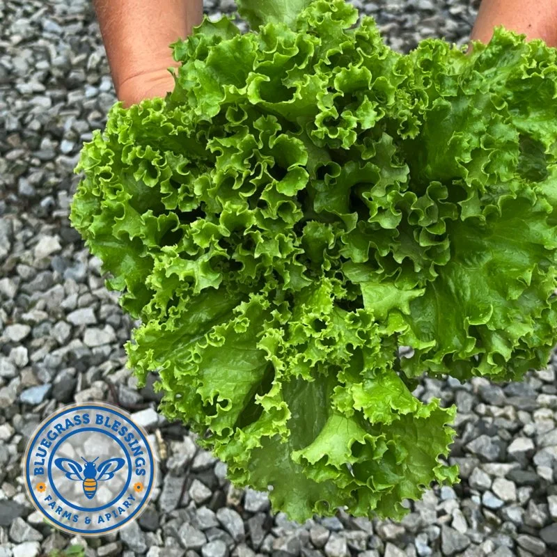 2023 Green Star.jpeg