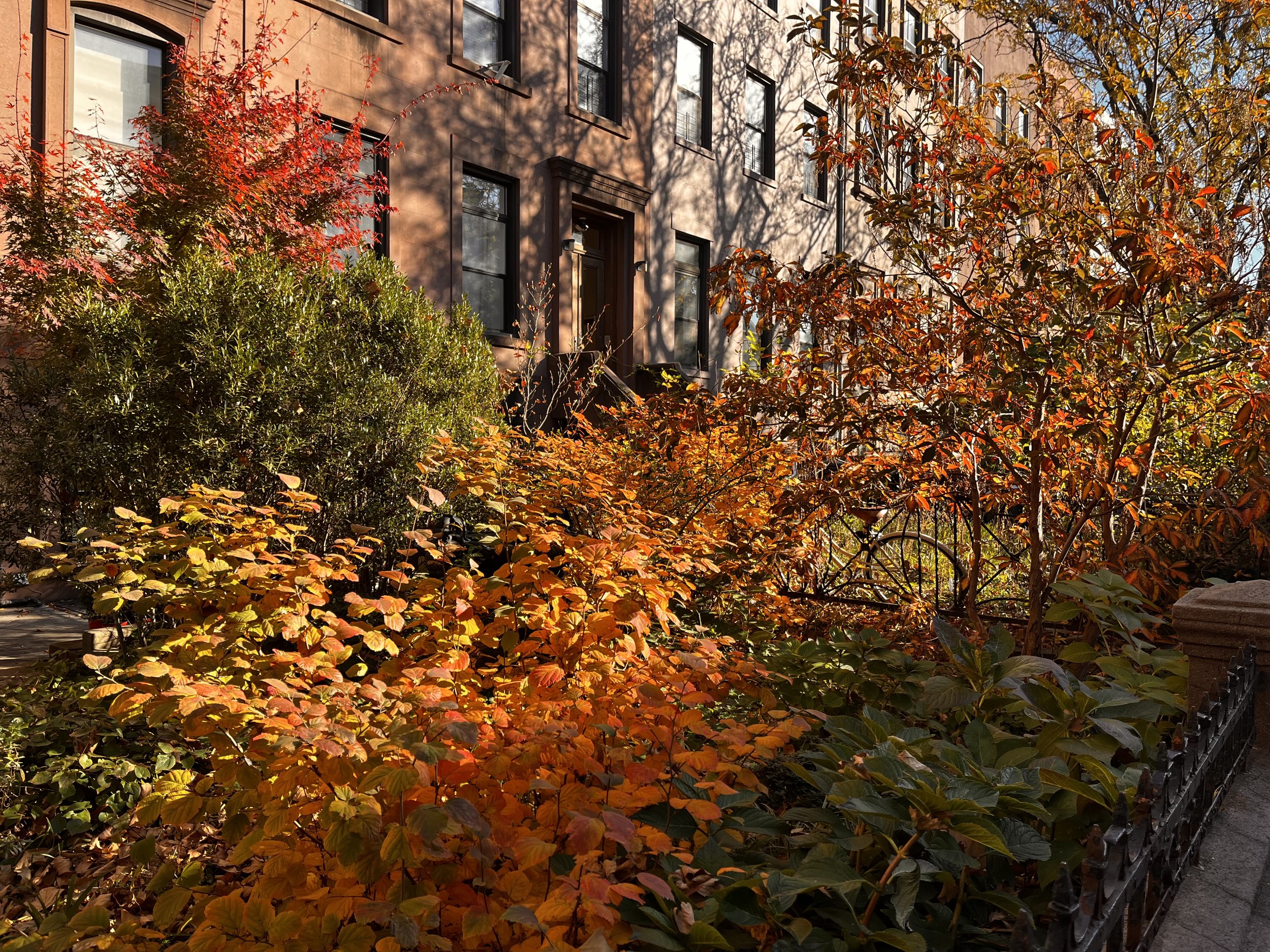 Carroll Gardens front yard